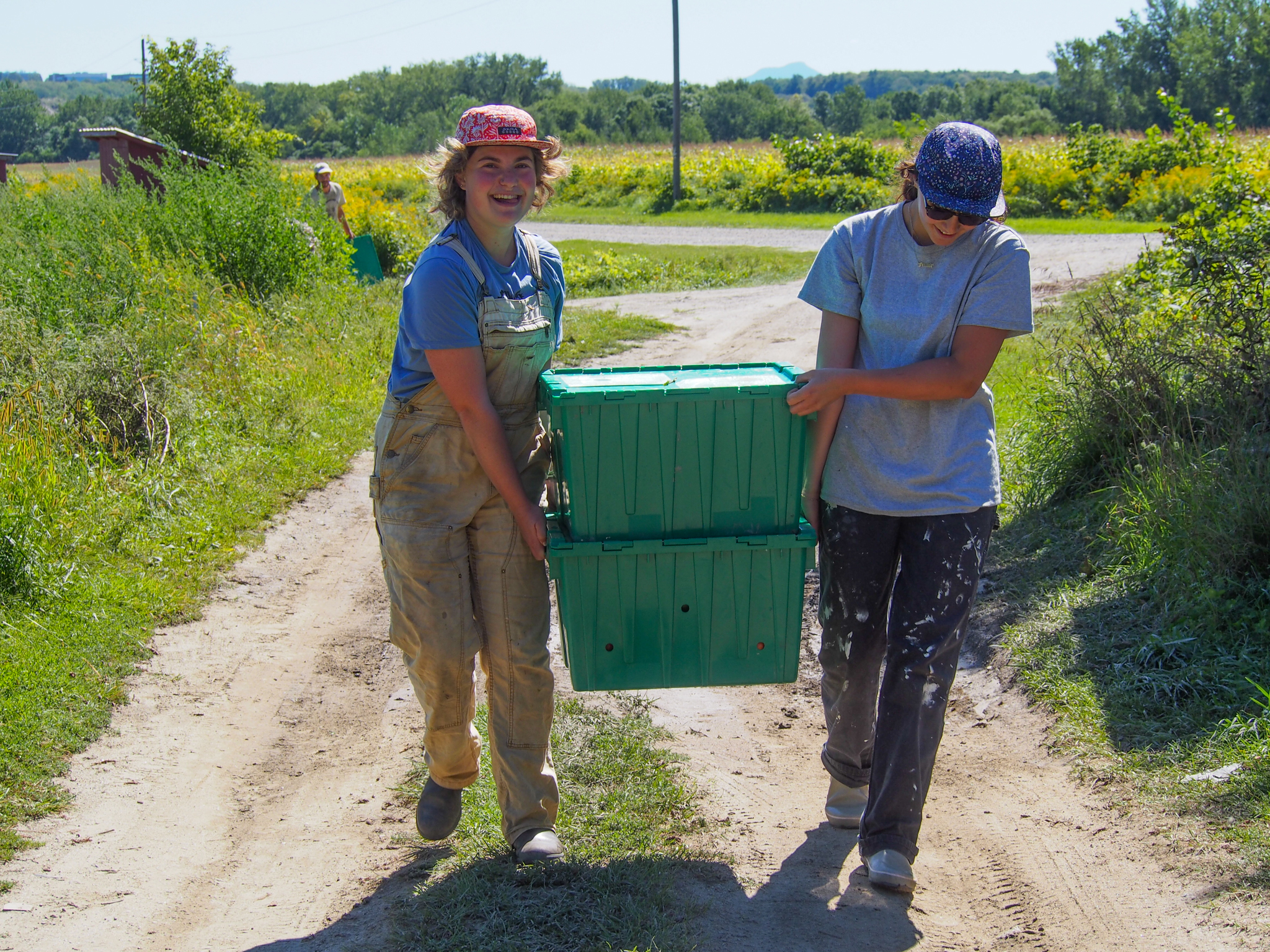 People’s Farmstand volunteers Frieda Kahan and Sadie Bloch carry totes of white african eggplant at Pine Island Community Farm in Colchester, VT.