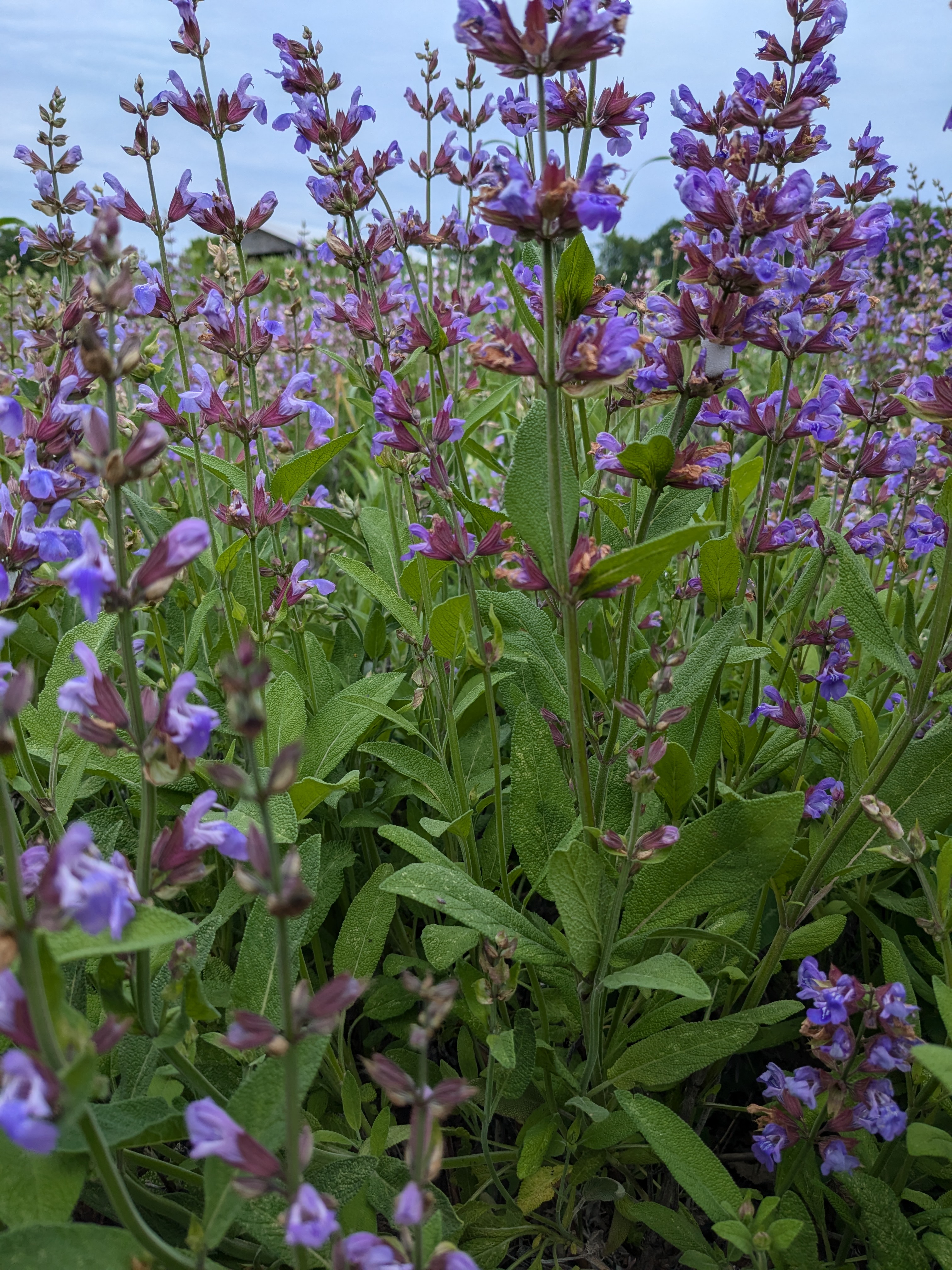 flowering purple garden sage