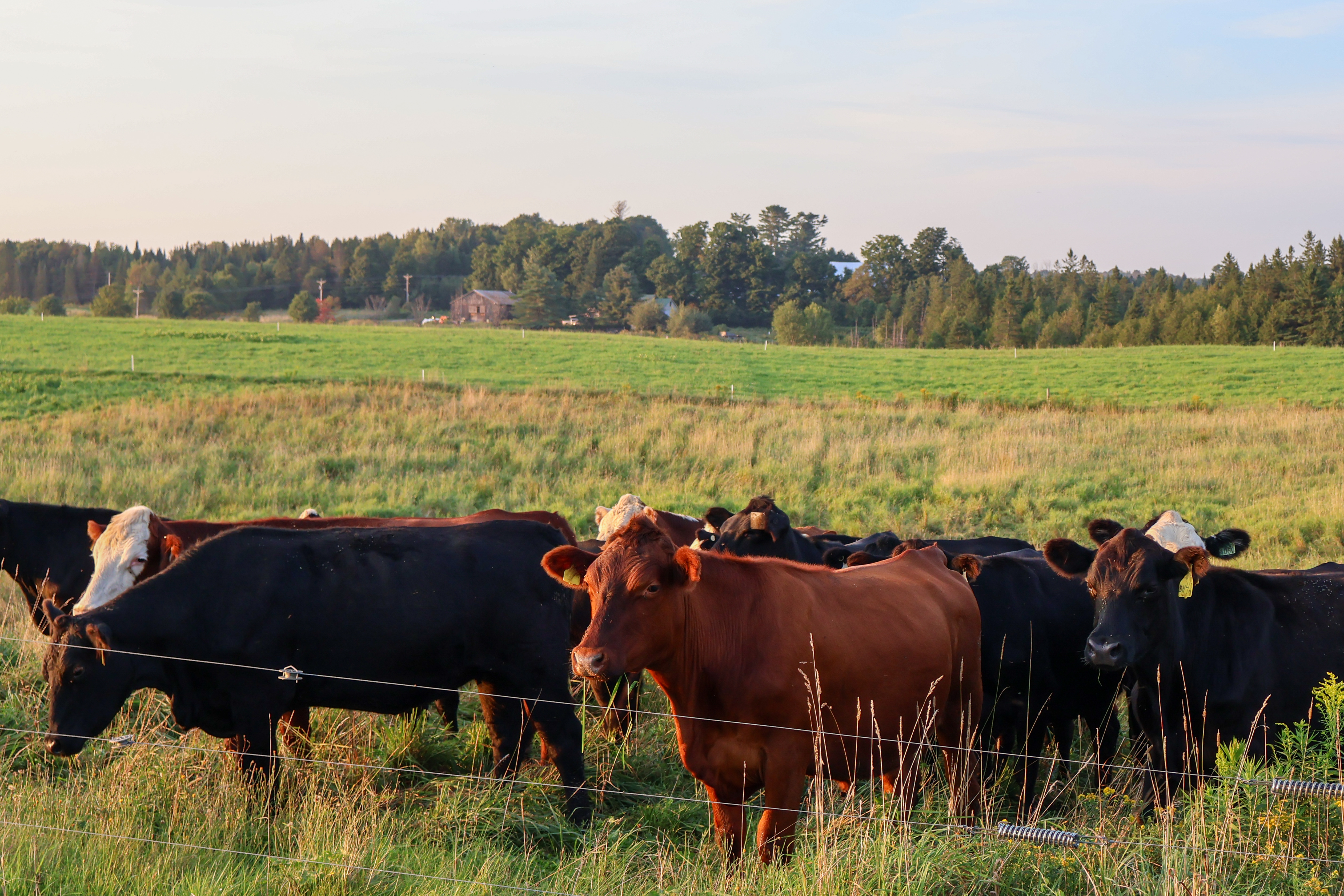cows on organic pasture at sunset at Snug Valley Farm