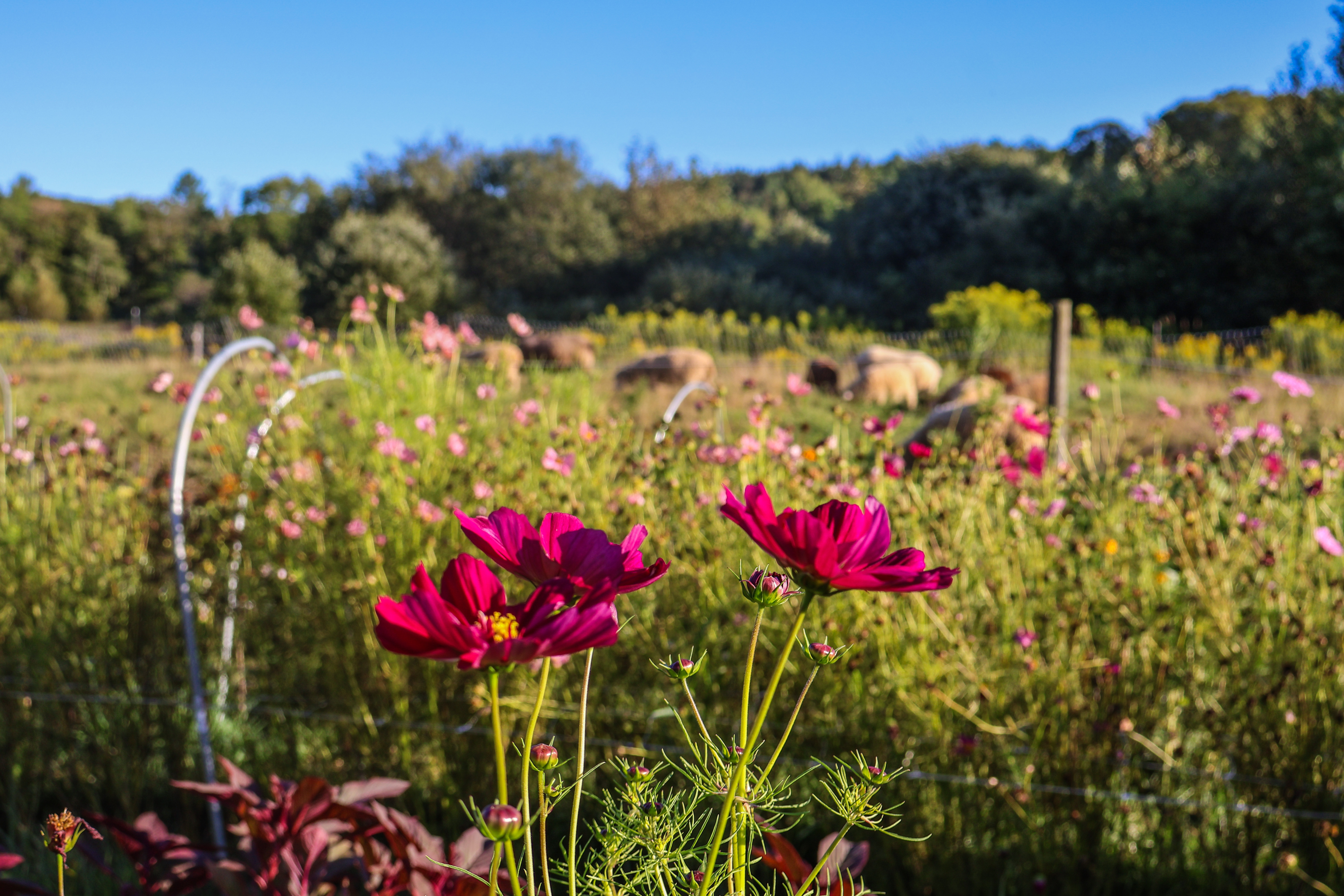 vibrant pink flowers in the foreground, with sheep grazing a grassy paddock in the background at Stone's Throw Farmstead in Shrewsbury