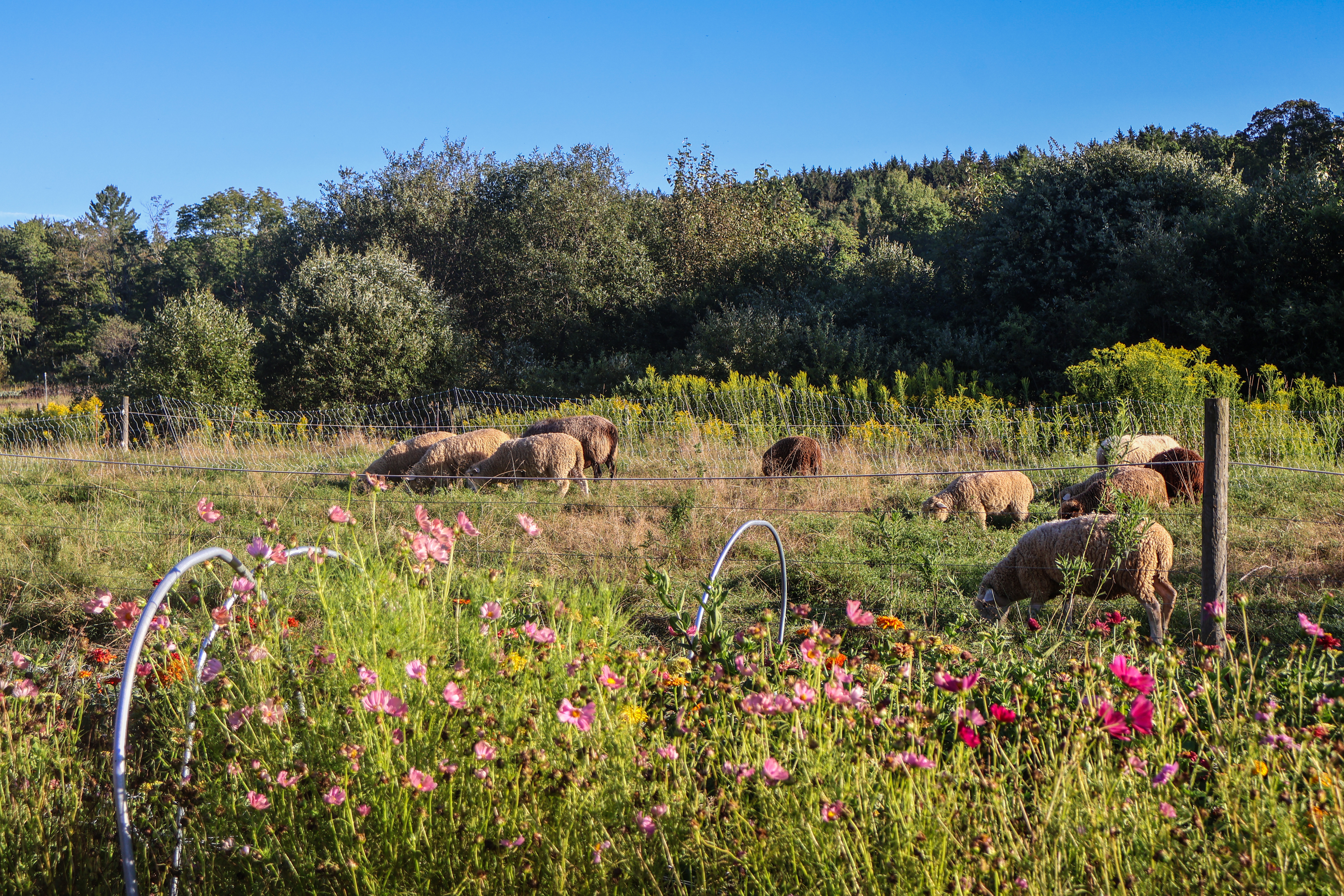 happy, healthy grazing sheep in a paddock adjacent to fresh flowers at Stone's Throw Farmstead