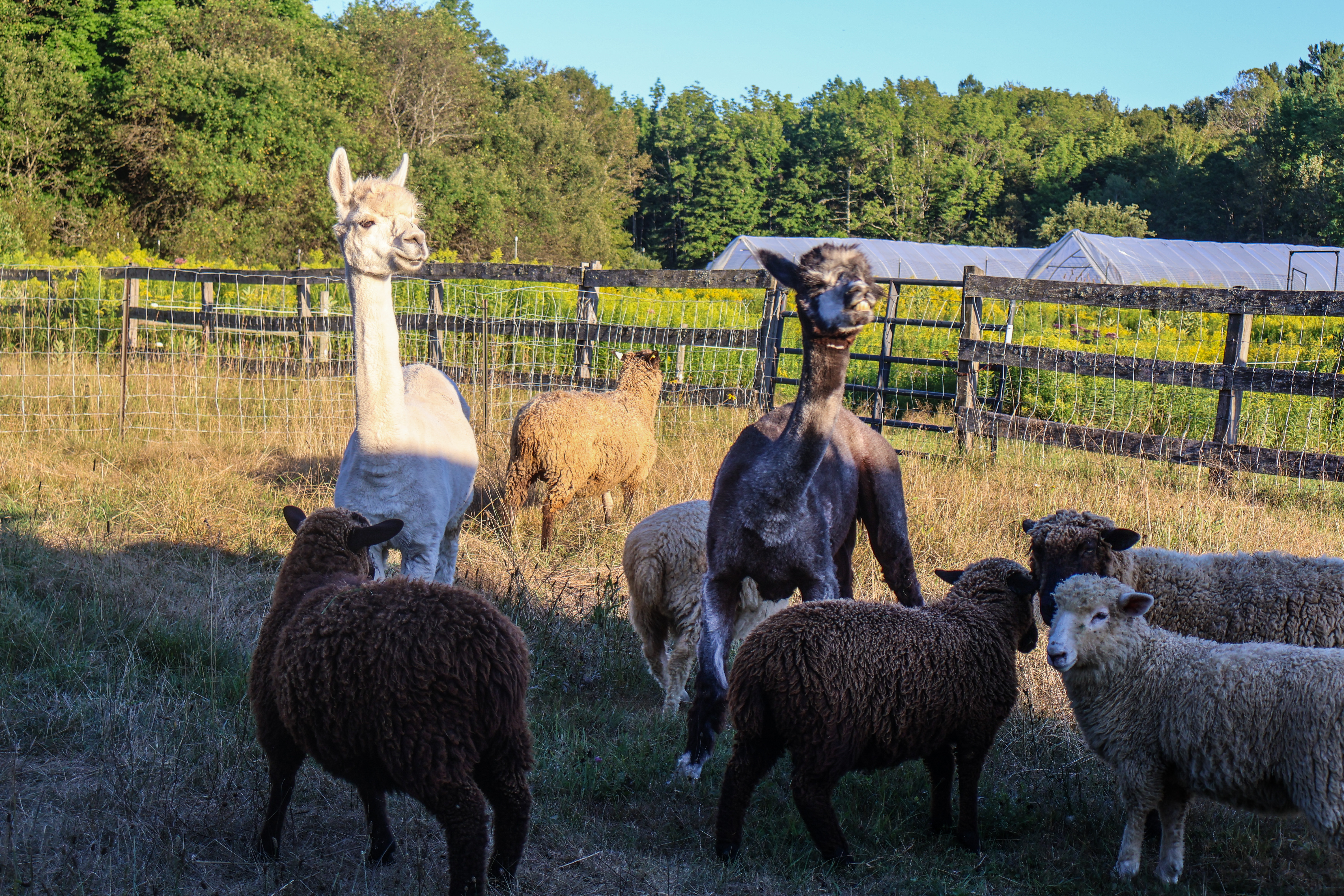 Alpacas and sheep at Stone's Throw Farmstead