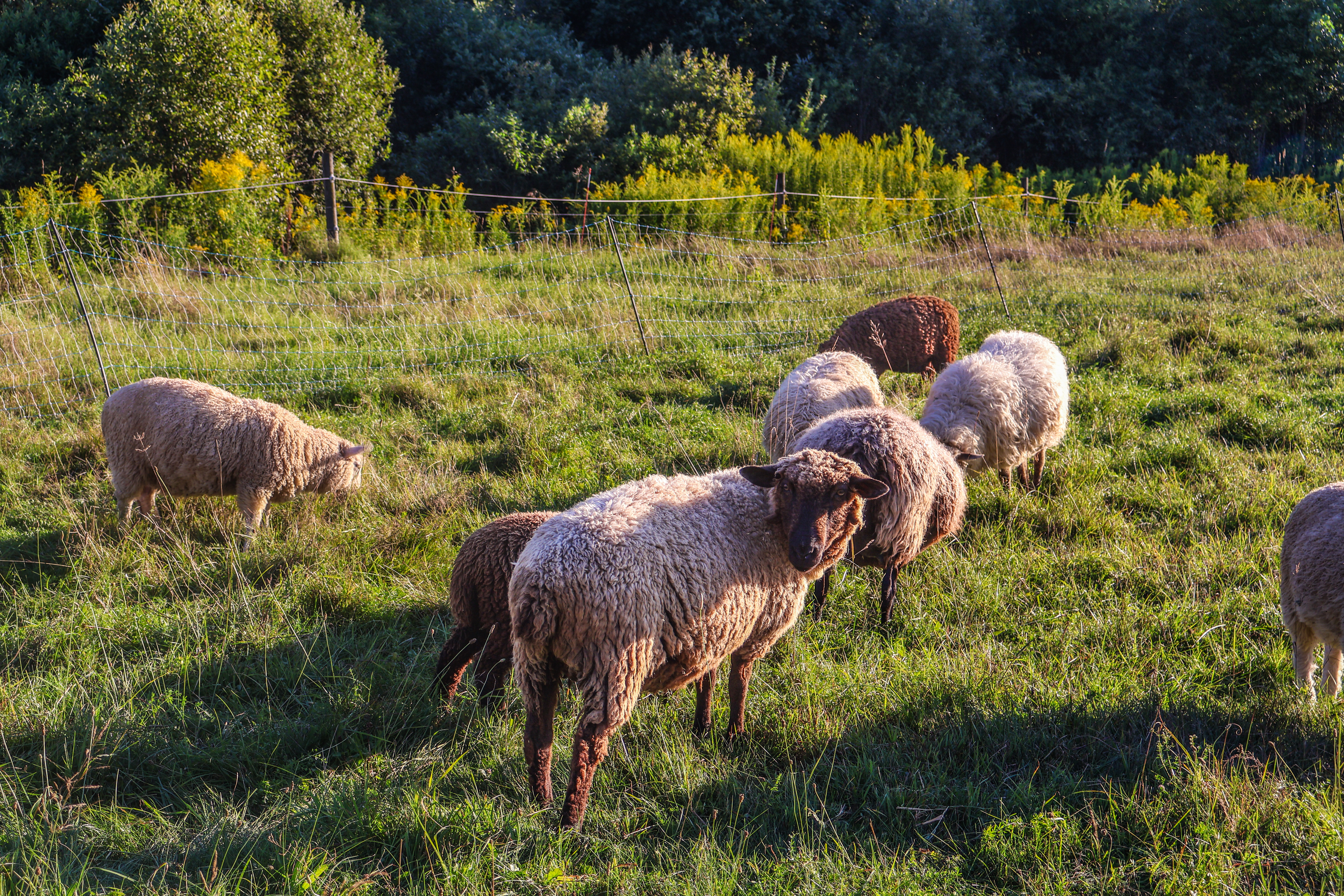 happy grazing sheep at Stone's Throw Farmstead