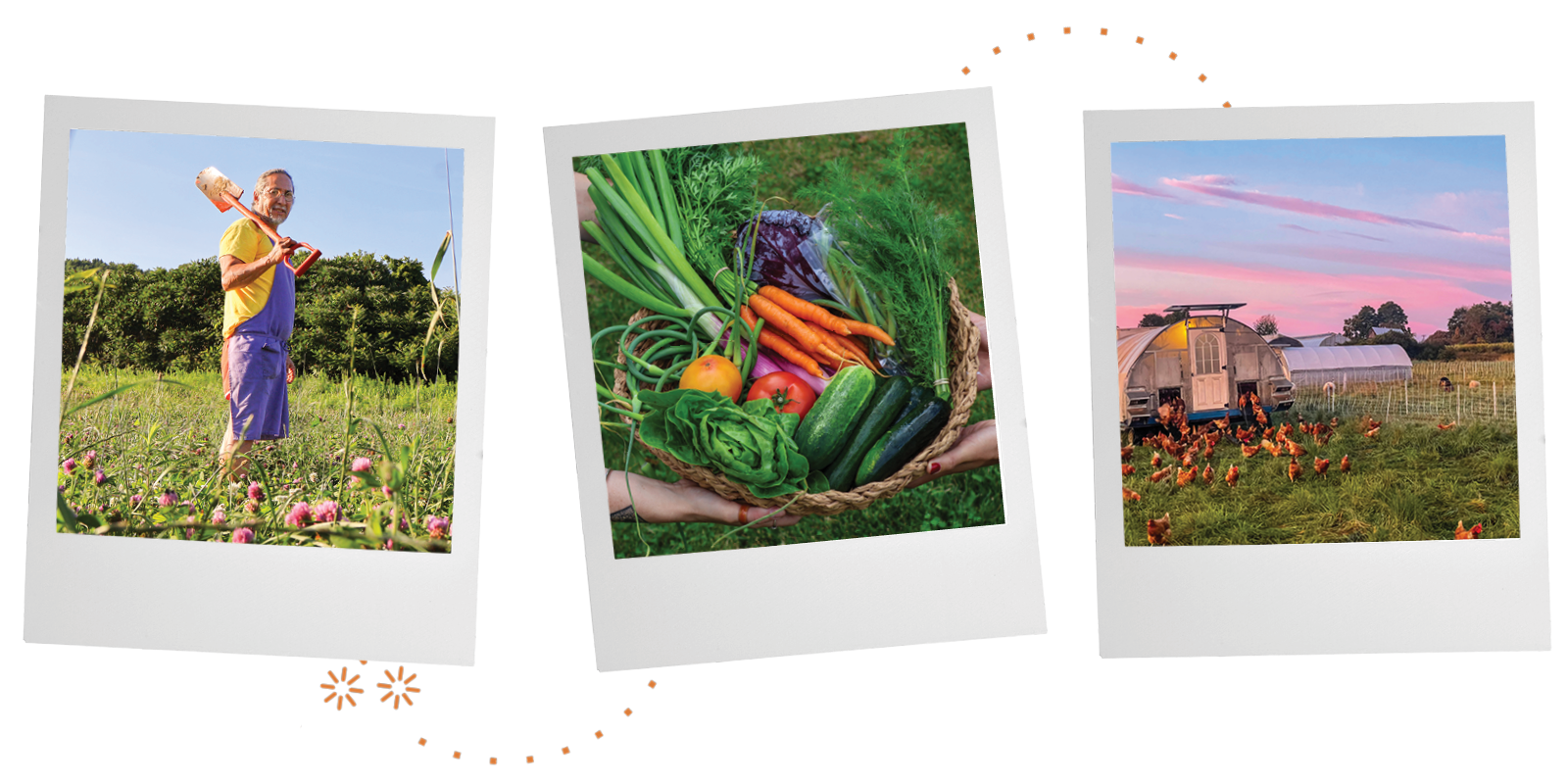 A collage of three photos. One is of a farmer holding a shovel in the field. Another is of a woven basked filled with fresh vegetables. The third is of chickens in a field at sunset.
