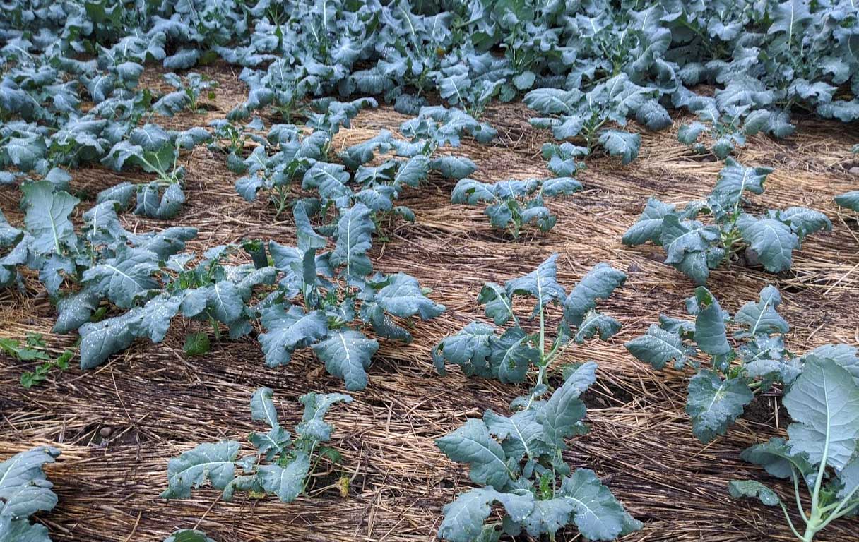 Kale planted in a thick mat of cover crop residue at Evening Song Farm