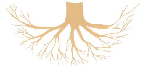 drawing of roots