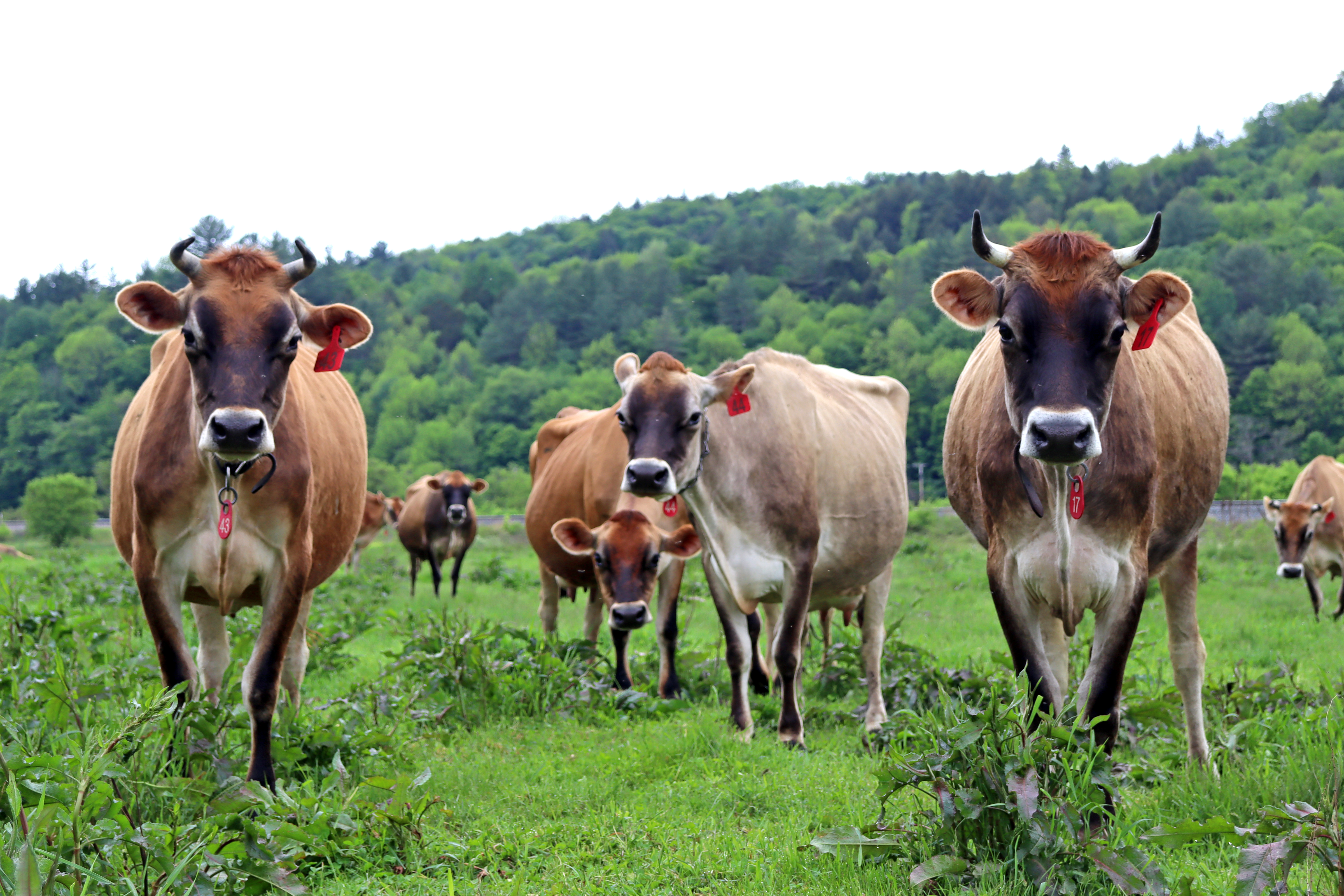 dairy cows on pasture at Rogers Farmstead Creamery