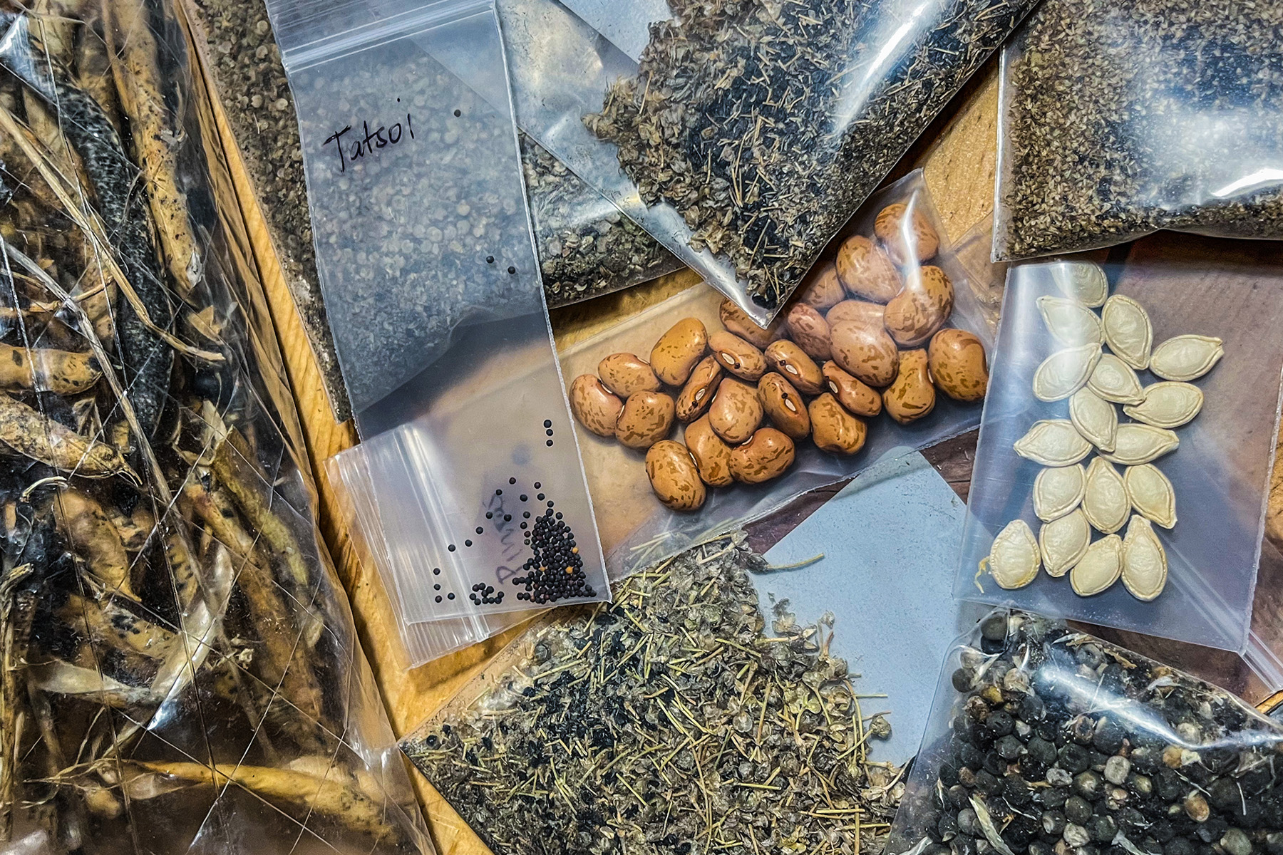 Many scattered bags of home-grown, community-swapped seeds of various shapes and colors in clear plastic bags