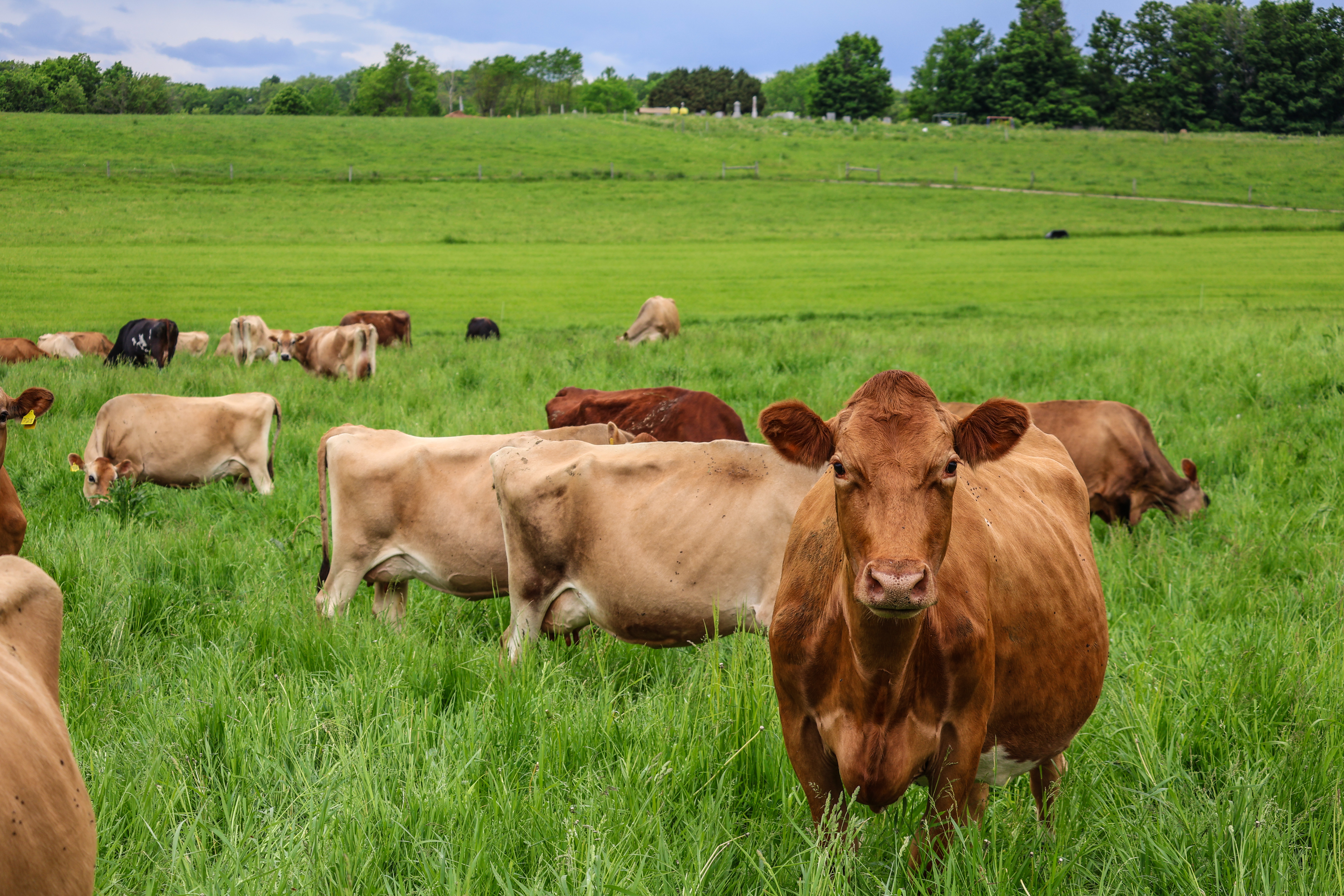 cows grazing on organic pasture at Severy's Farm in Cornwall