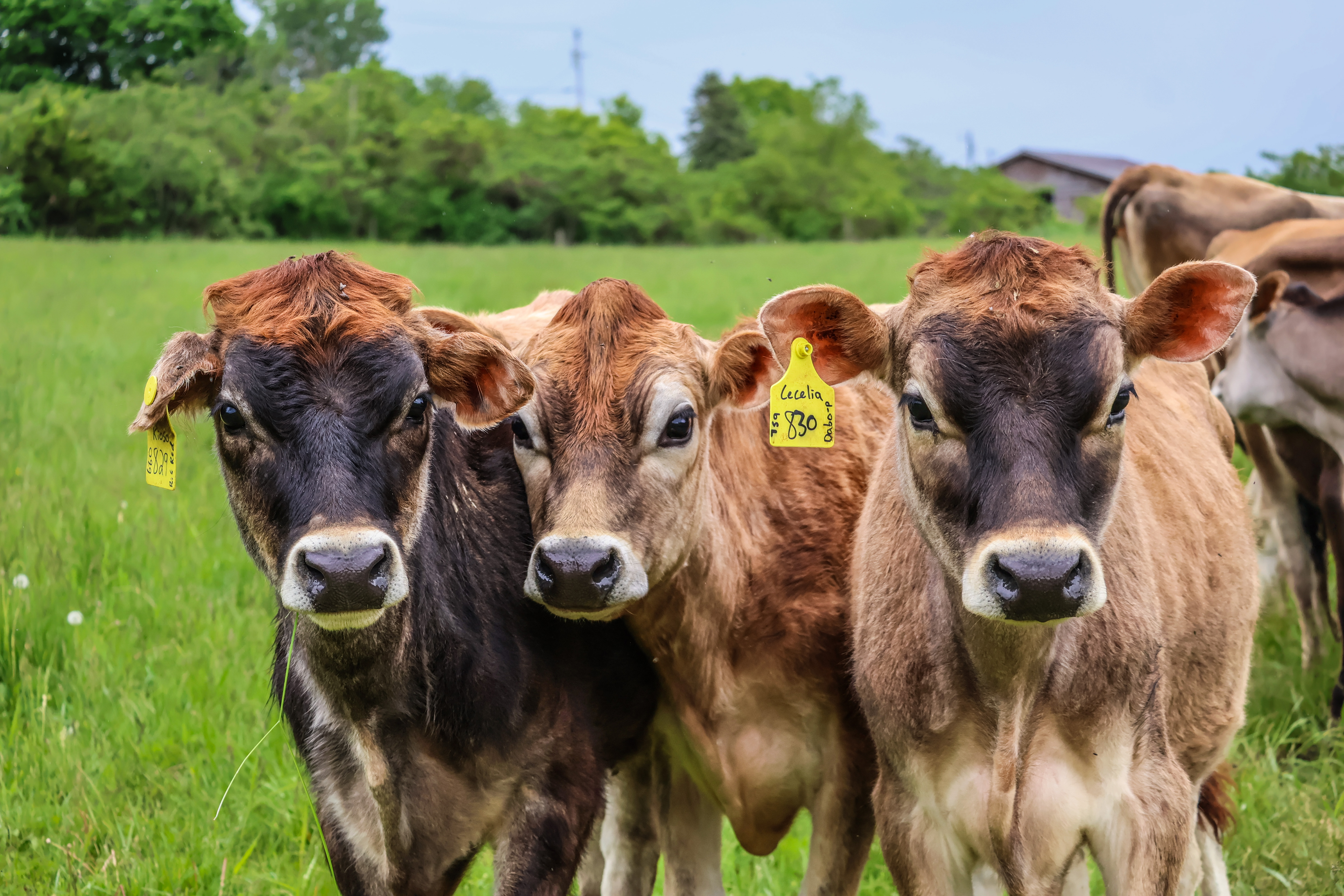 Three adorable young grass-fed cows on pasture at Severy's Purple Barn Farm in Cornwall, VT