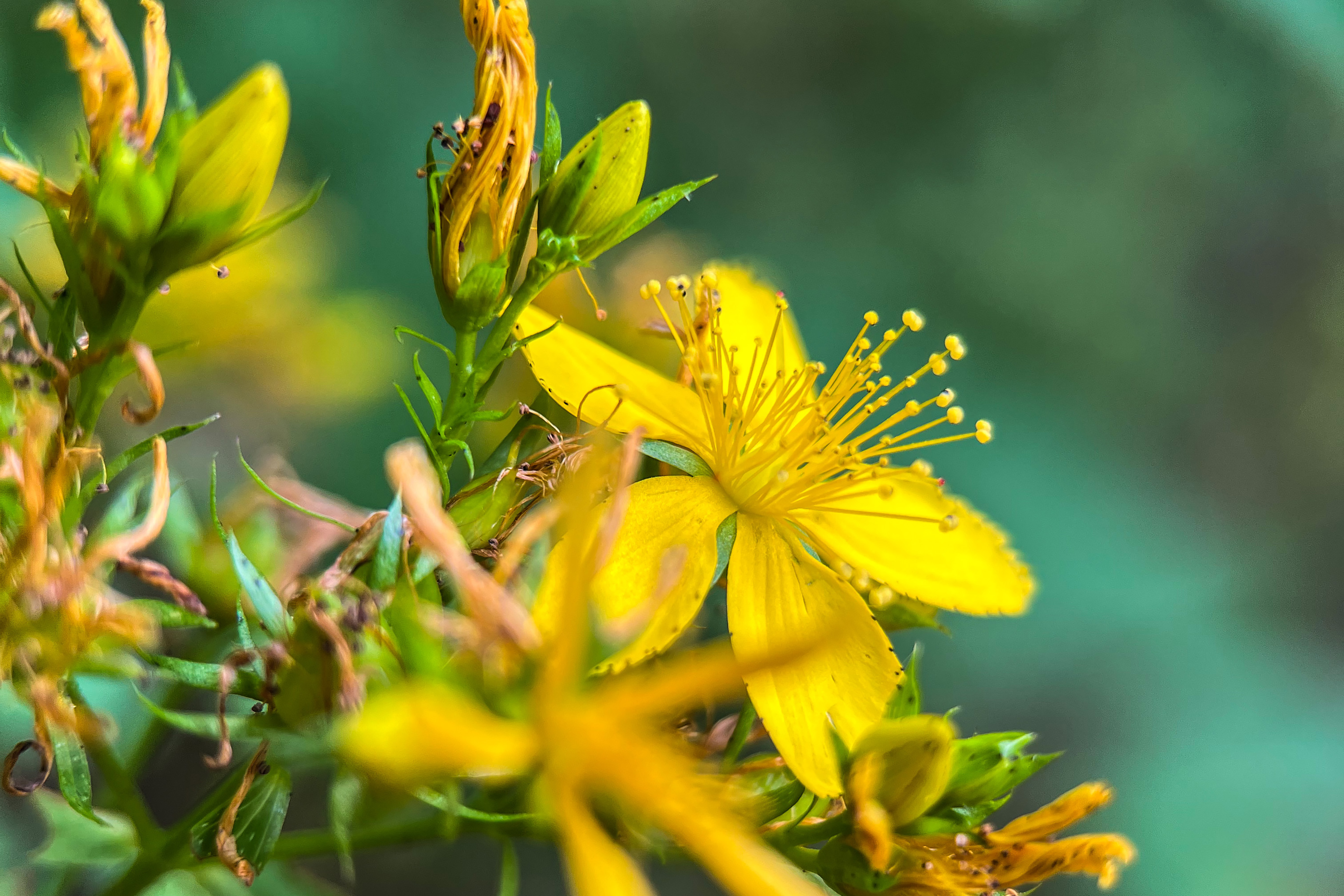 A close up of St. John's Wort in bloom