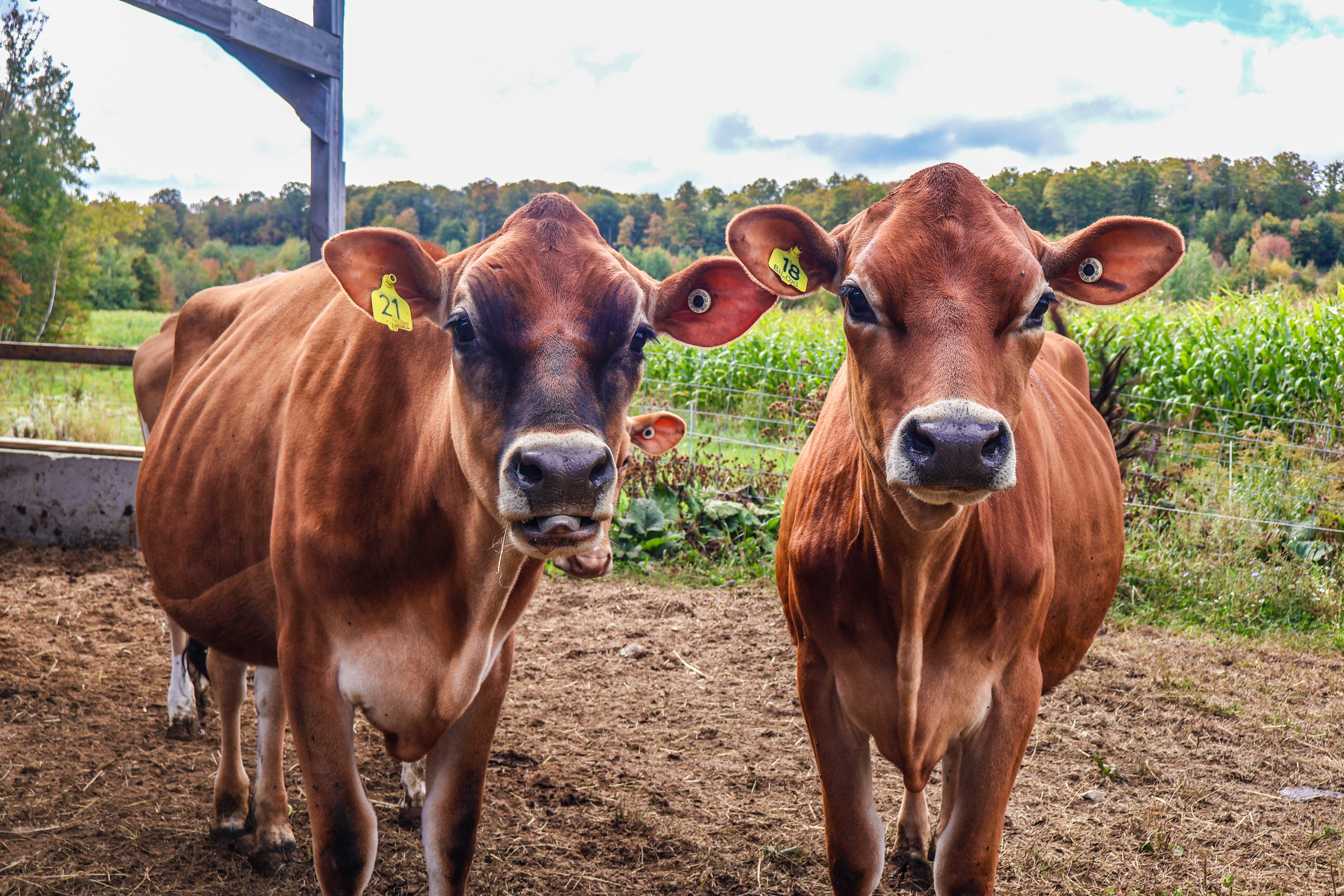 two organic dairy cows at Strafford Organic Creamery at Rockbottom Farm 