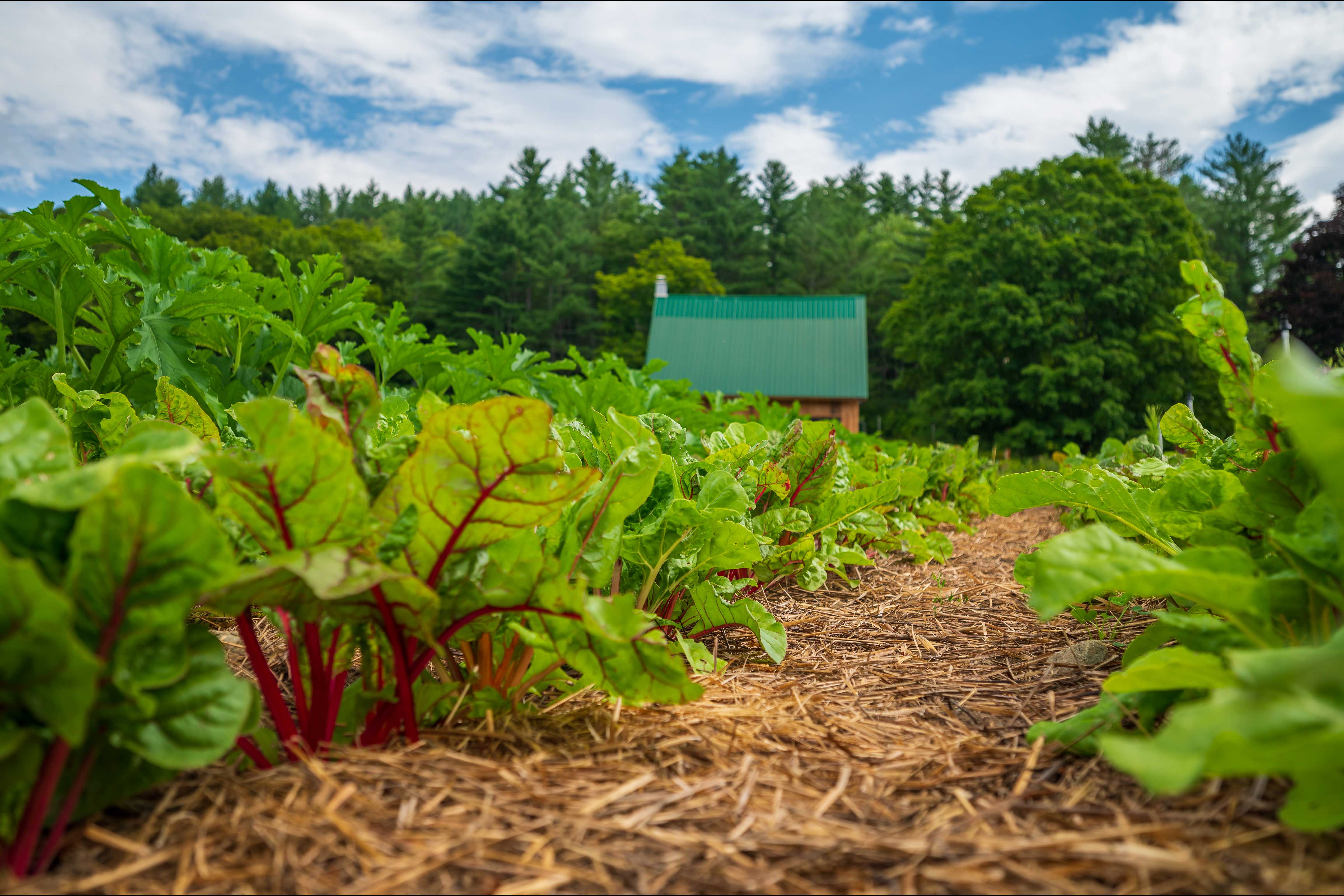 Organic greens heavily mulched with straw at Ananda Gardens