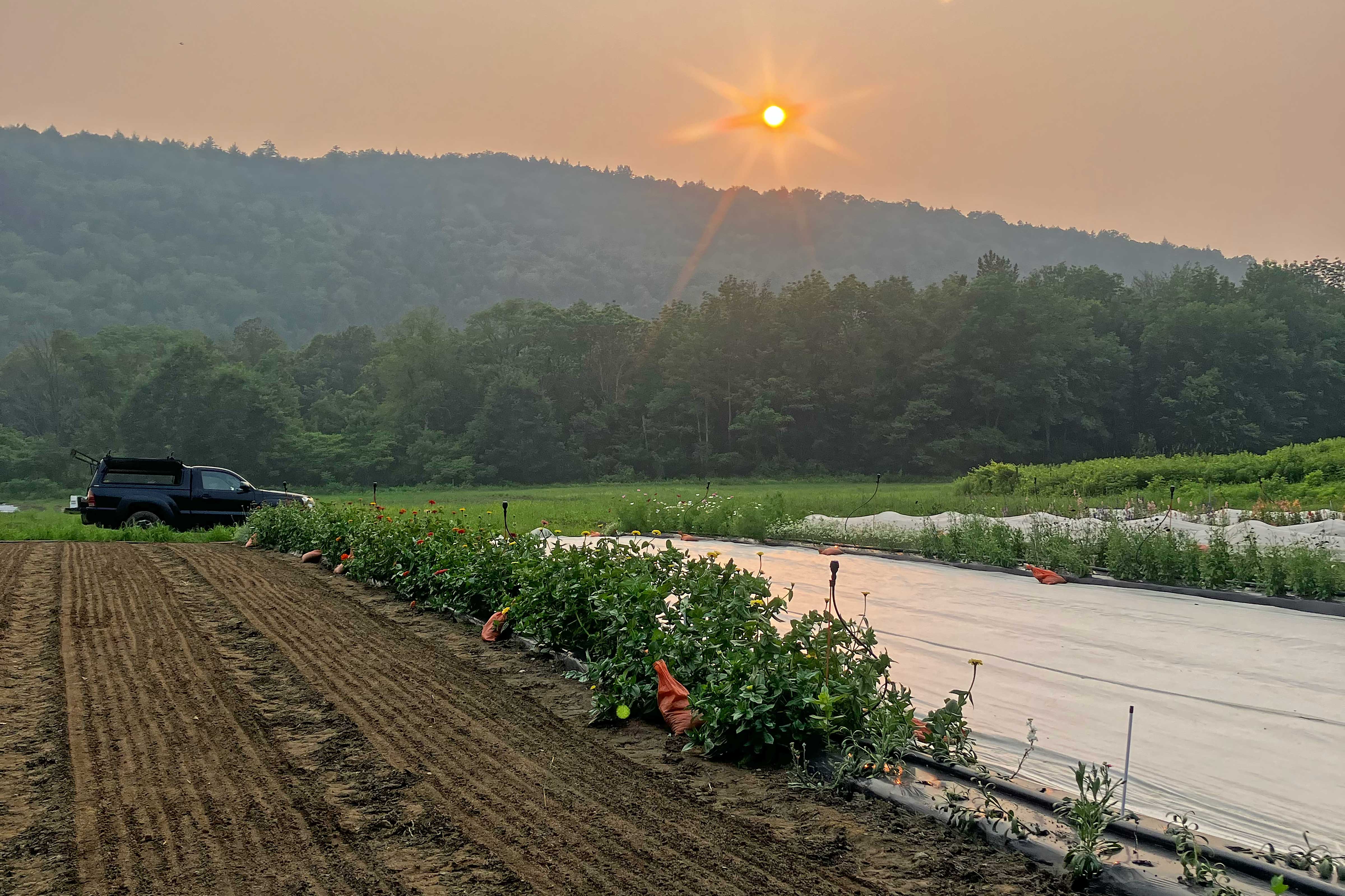 tarping beds between succession plantings as an alternative to tillage at Old Road Farm