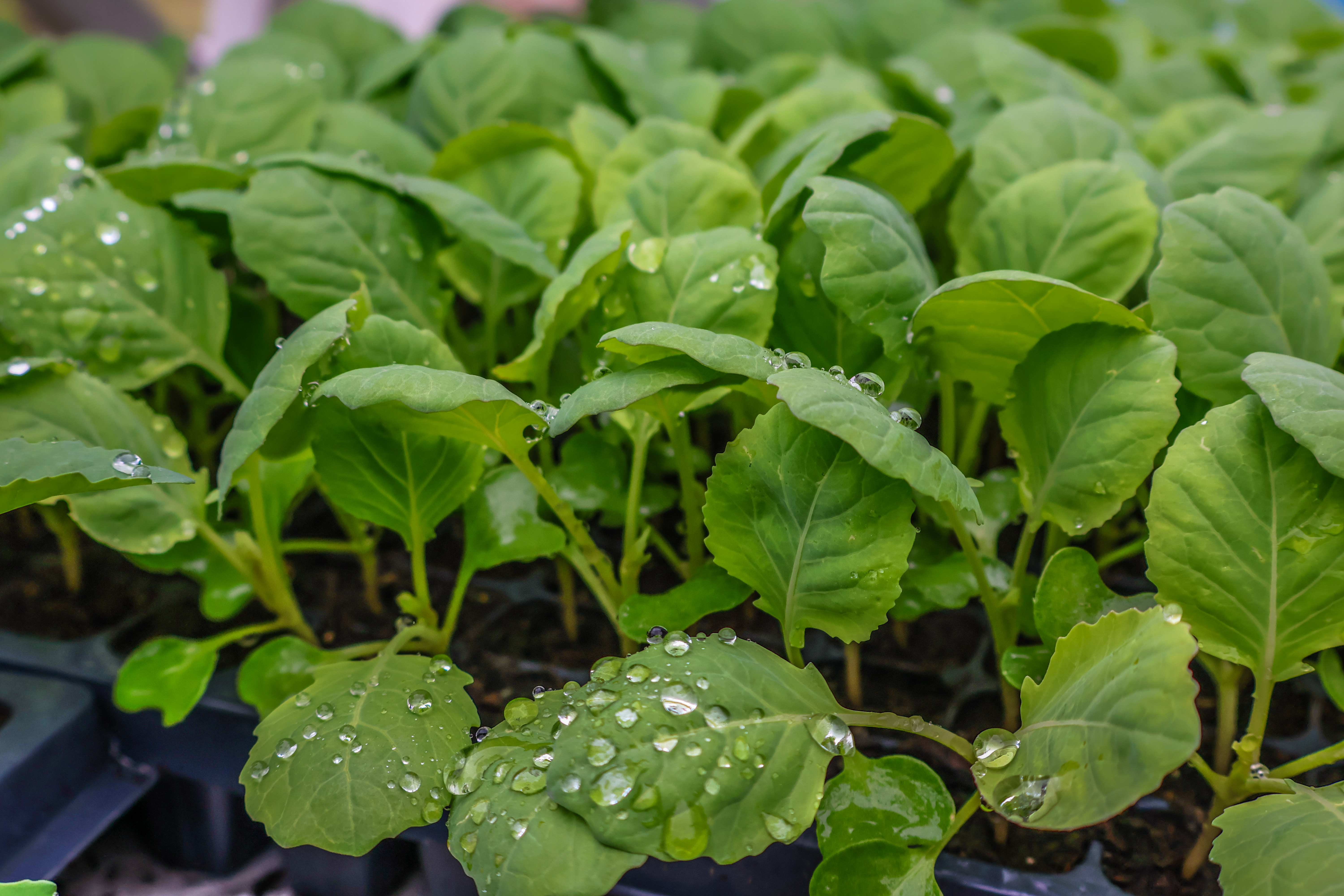 young brassicas covered in droplets of water in the high tunnel at The Farm Upstream