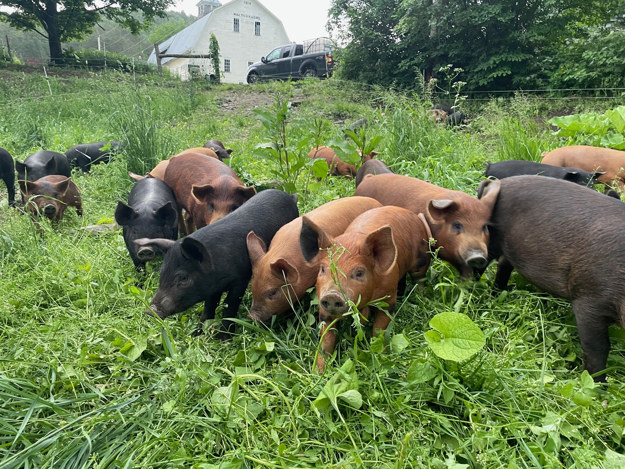 happy pastured pigs at The Flying Dog Farm