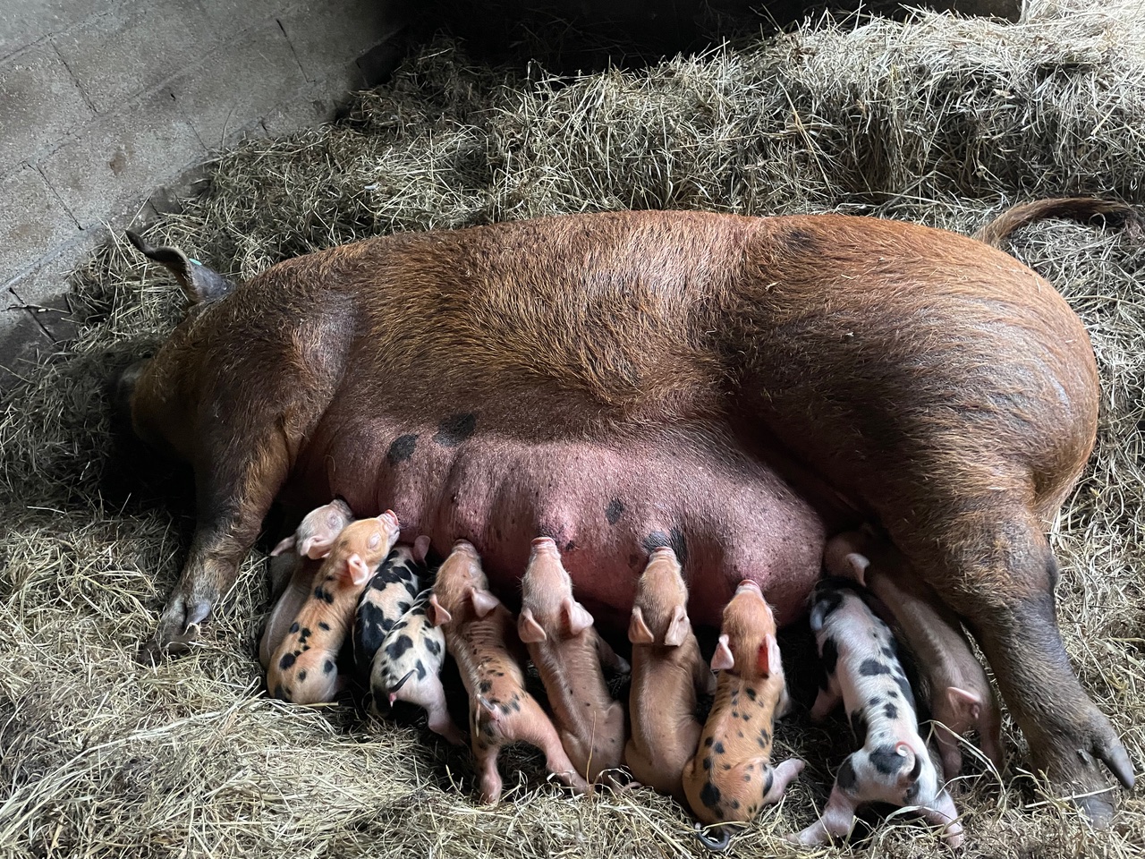 A litter of piglets nurse on their mama sow as she lays in the straw at The Flying Dog Farm