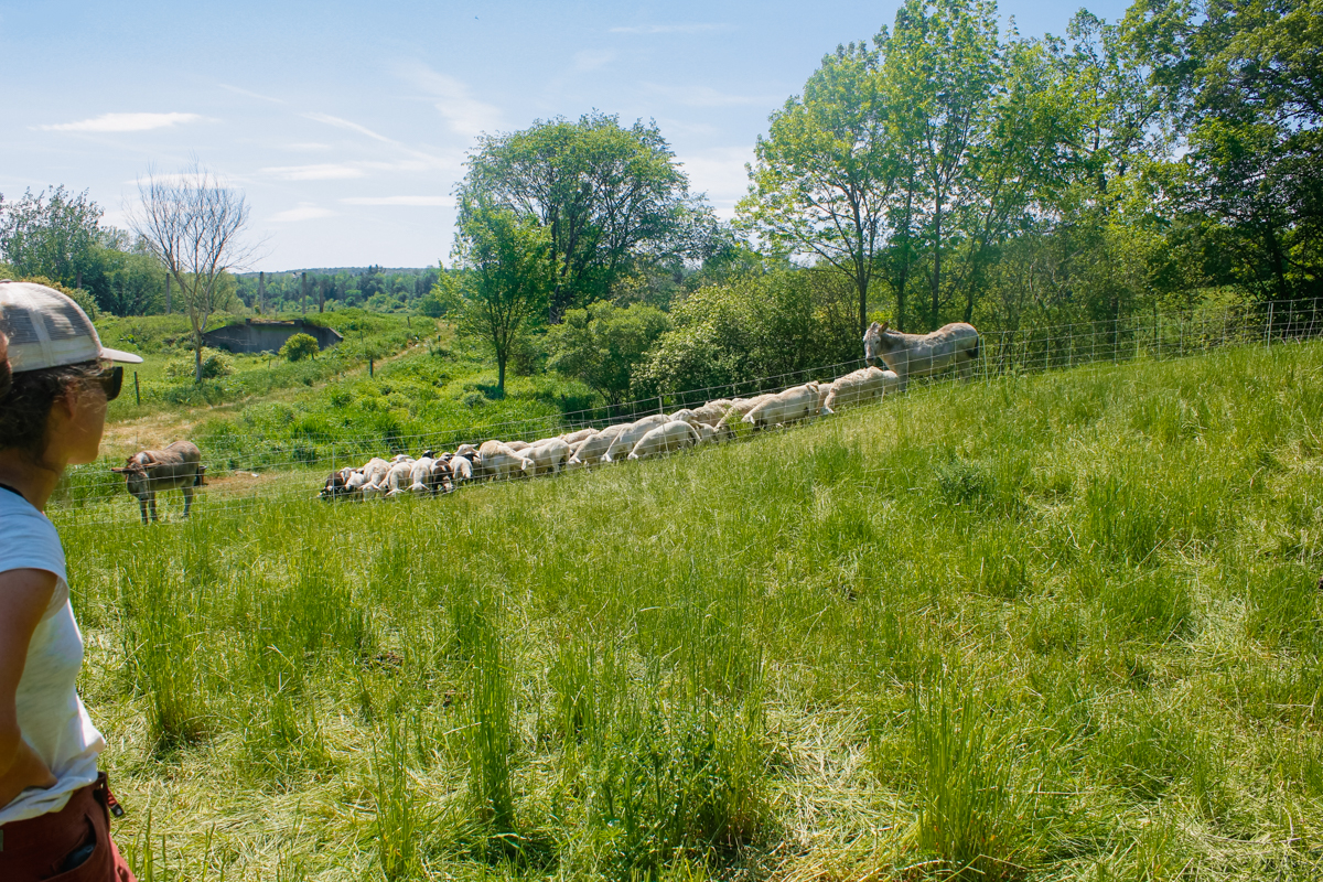 A farmer looks over a flock of sheep and horse at pasture.