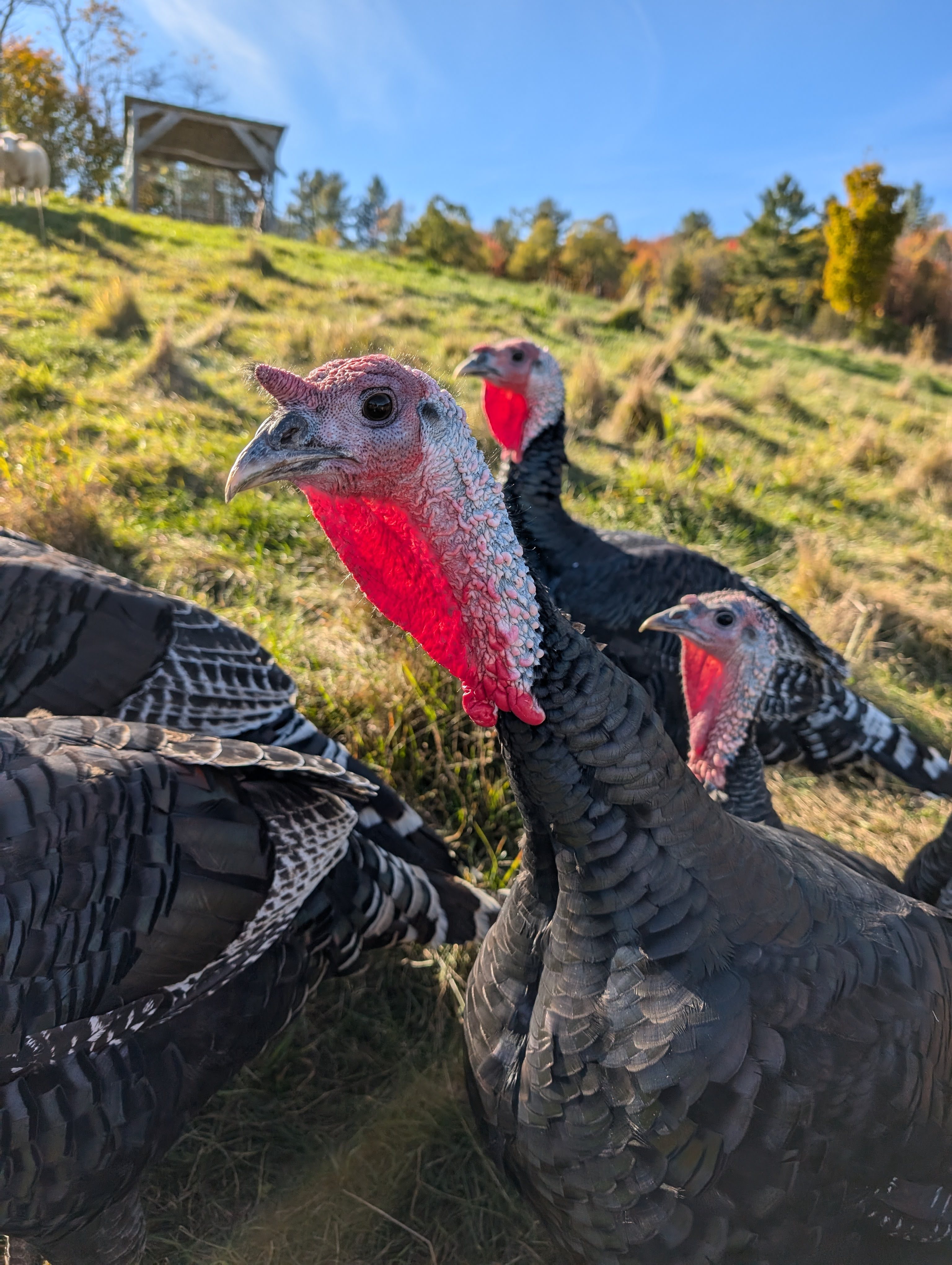 Pastured turkeys enjoying the sun and fresh pasture at Make Do Farm