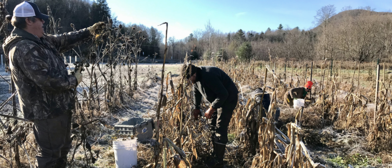 Harvesting beans on a frosty morning at Cloud Water Farm in Warren.