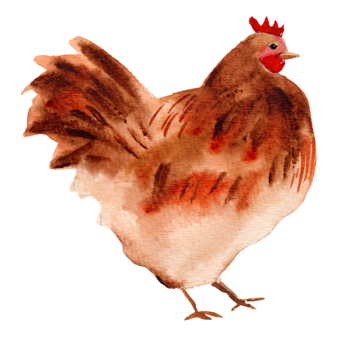 water color chicken illustration