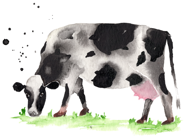 watercolor of cow