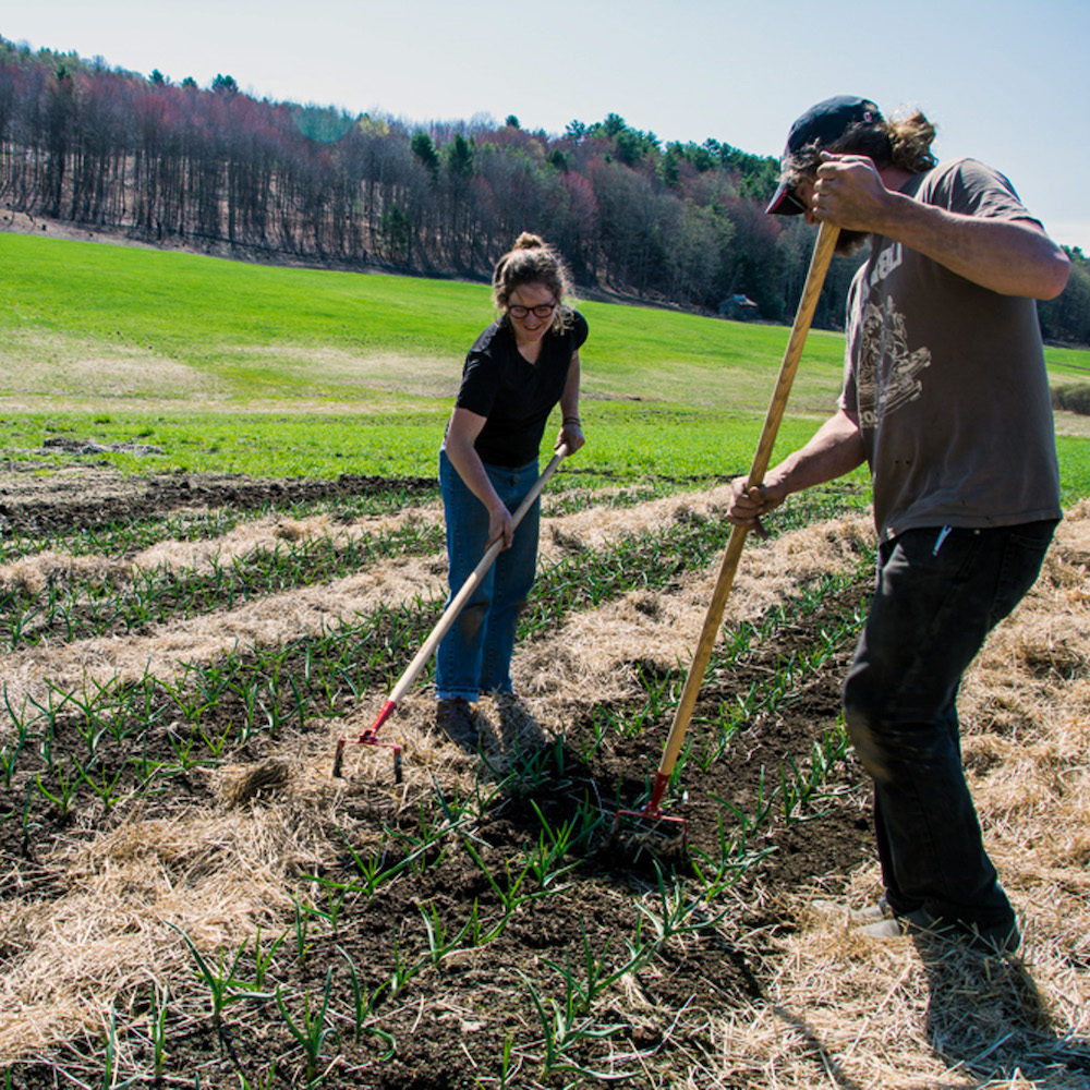 Two farmers rake a farm bed