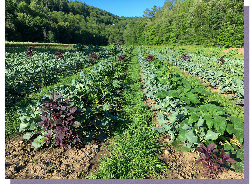 Farm fields