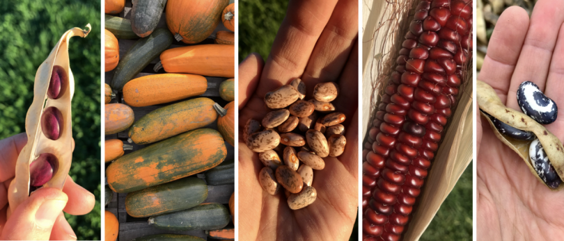 Five different squash and bean varieties