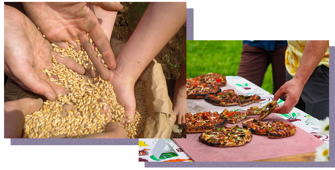 Image of grain and picture of pizzas