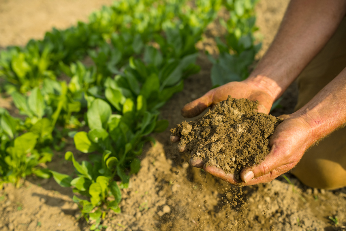 Farmer's hands holding soil