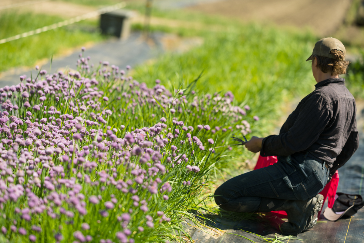 A farmer tends to chives