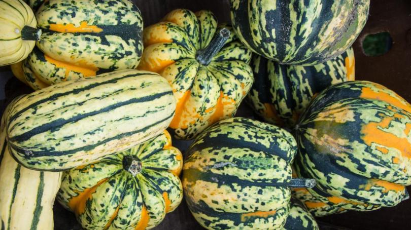 Close up image of multicolor squash