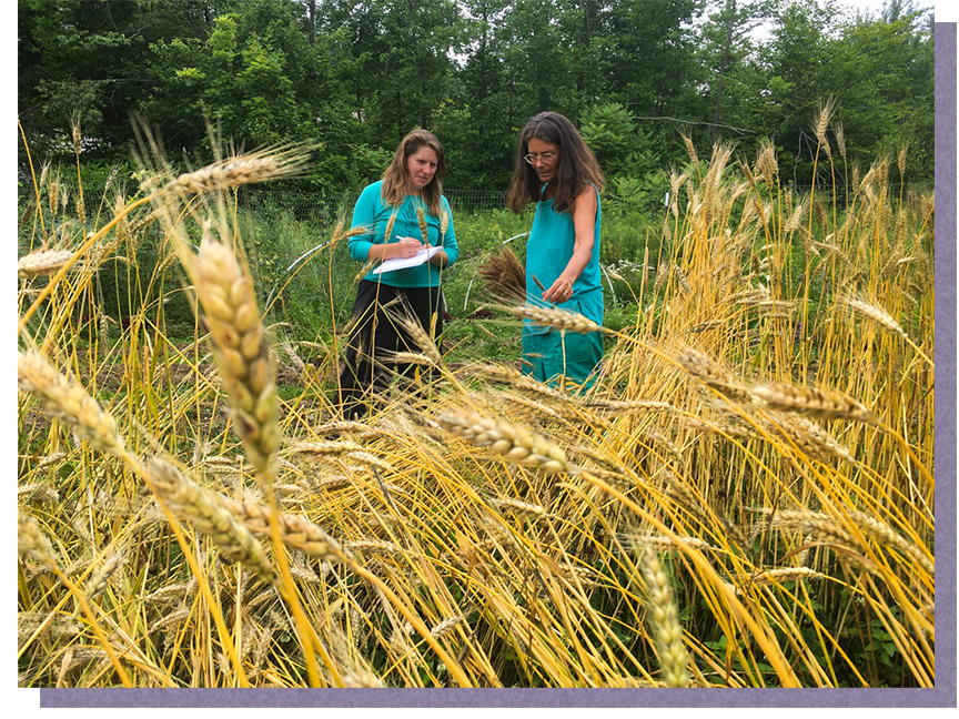 People look at grain growing in front of them