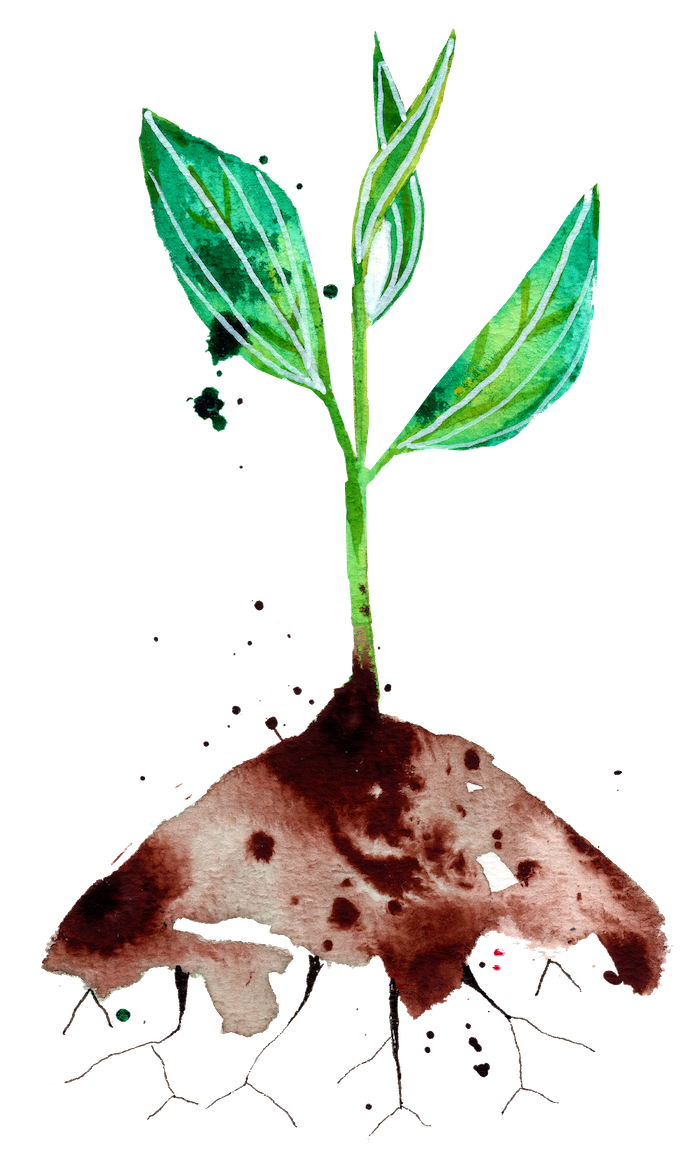 watercolor of young green sprout reaching towards sun