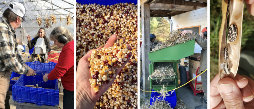 Processing day: shelling 140 pounds of corn and threshing beans.
