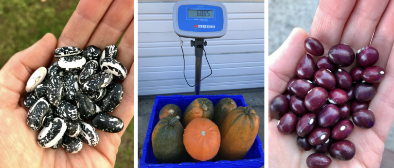 Skunk beans, weighing Algonquin squash, True Cranberry beans.