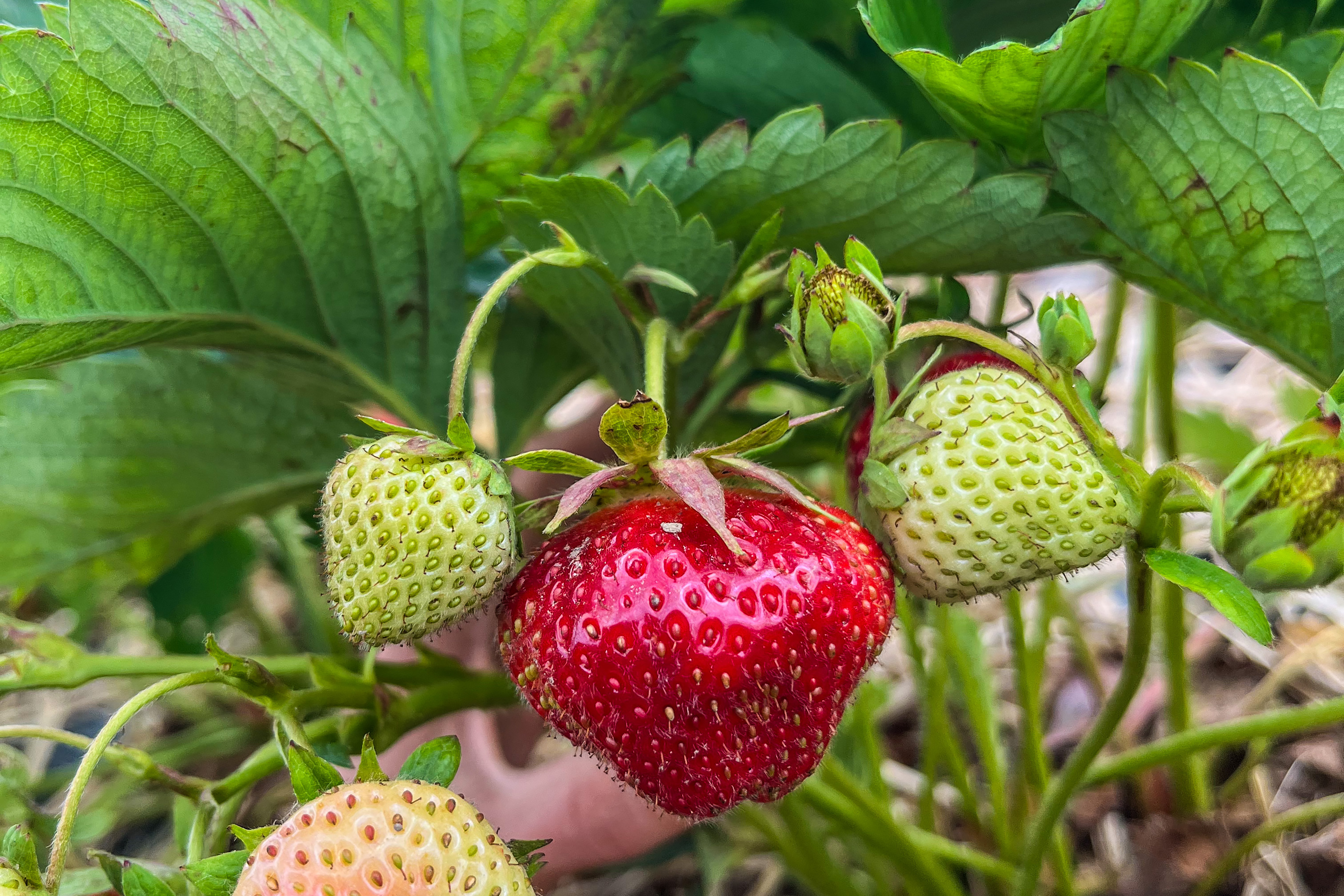 A fresh, ripe strawberry on the vine in a Vermont farm field