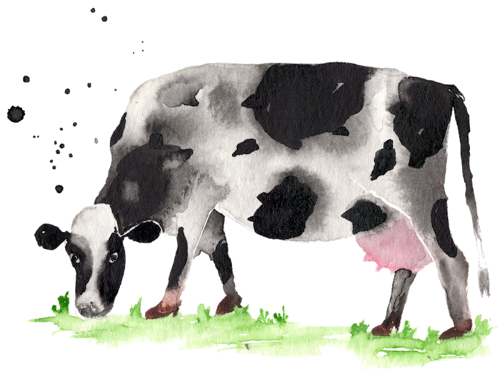 Grazing Cow Clipart No Legs