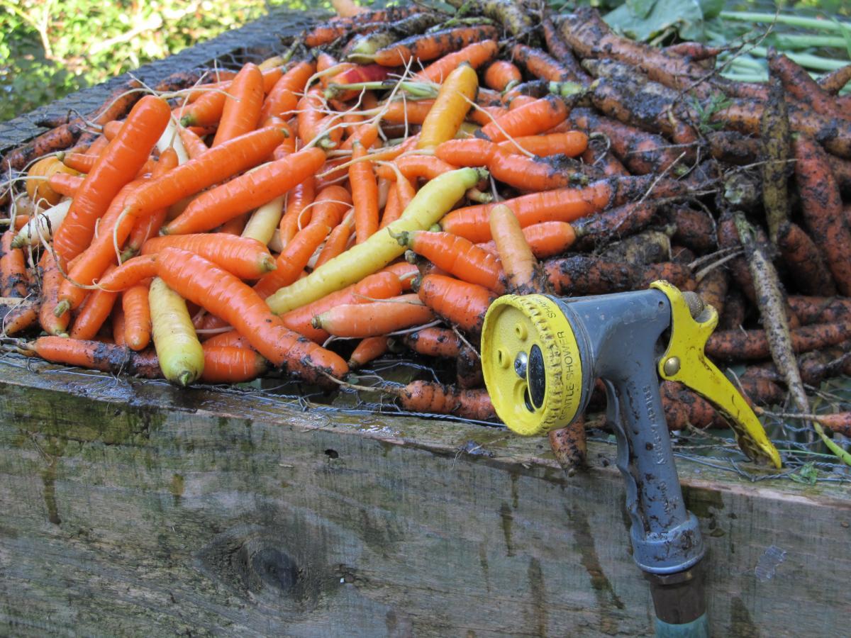 carrot production