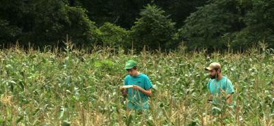 workers-cornfield