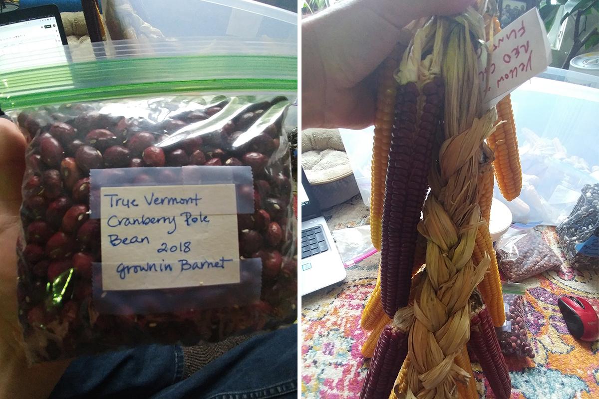 VT cranberry bean