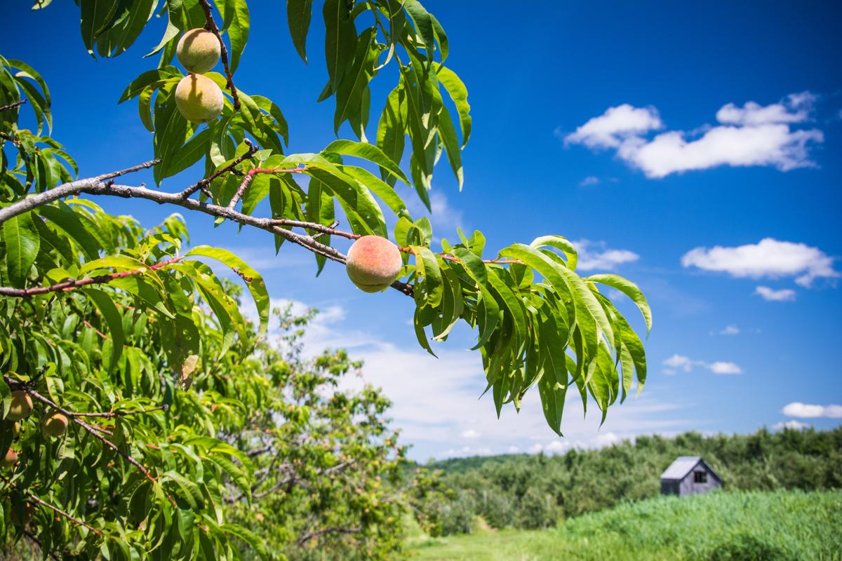 enid orchard