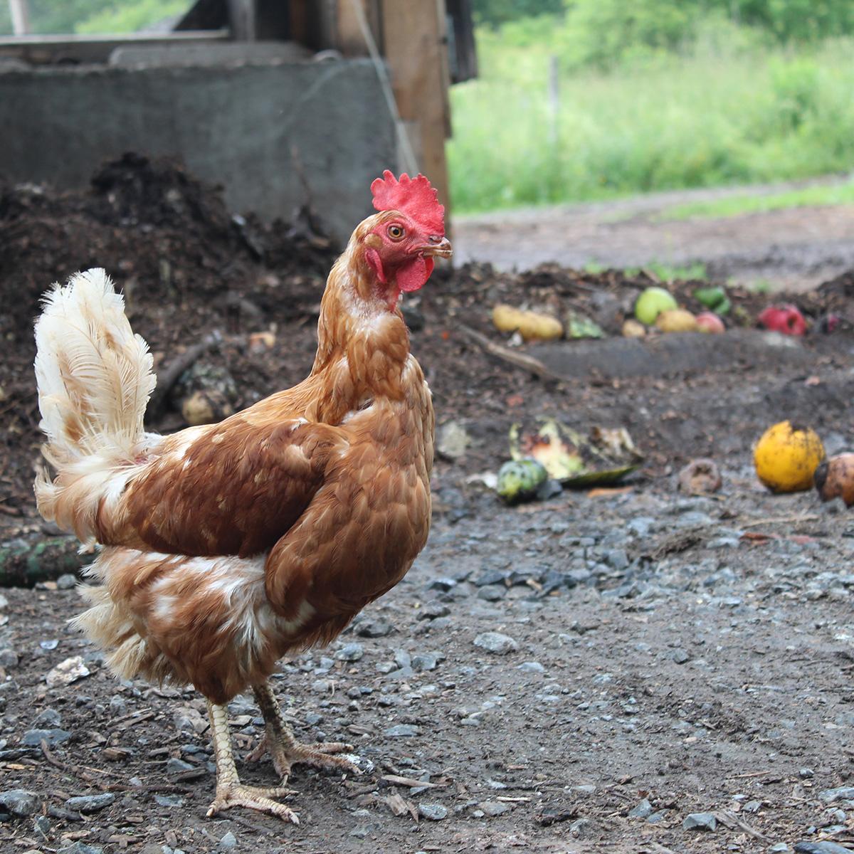 chicken loves compost