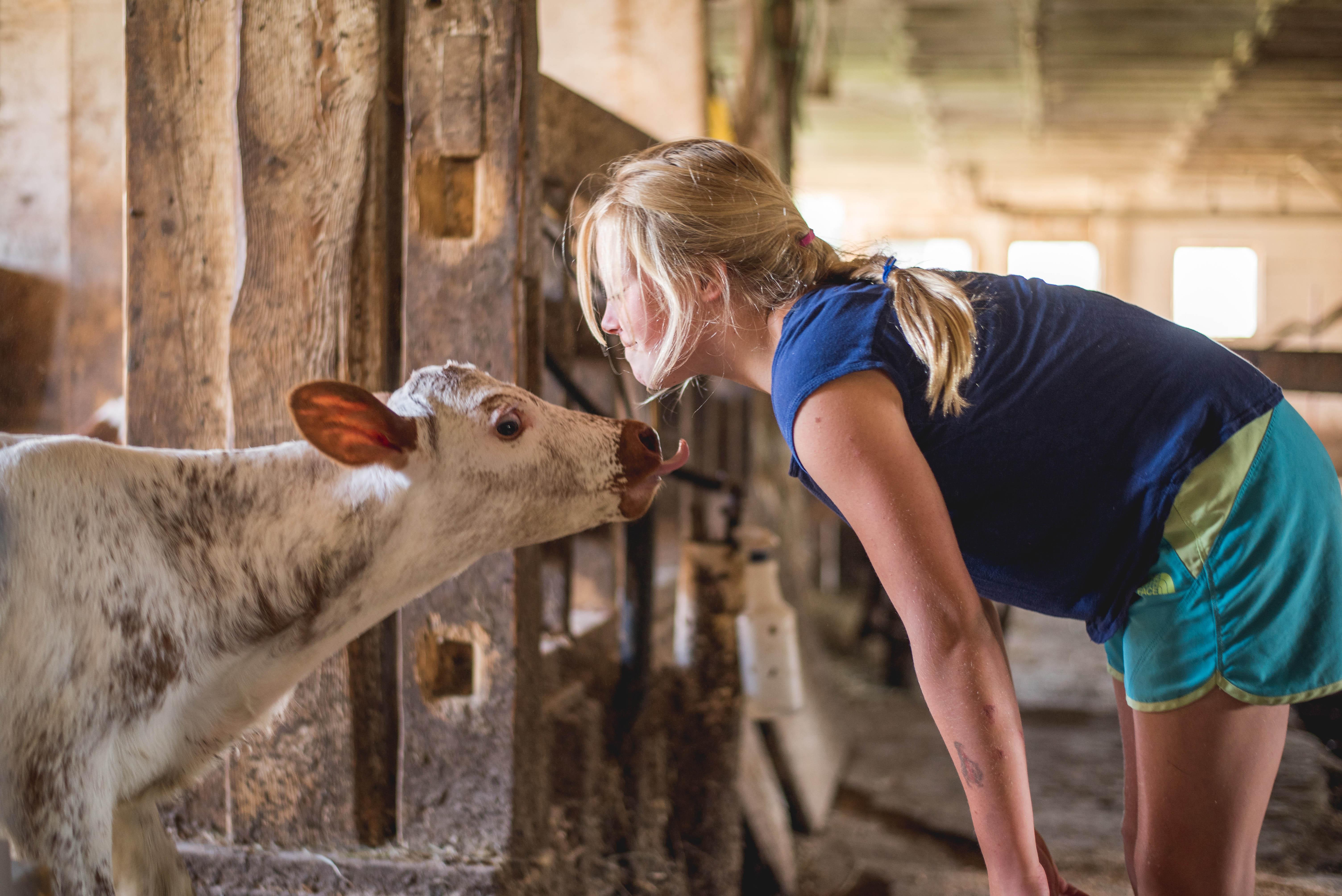 cow licking girl