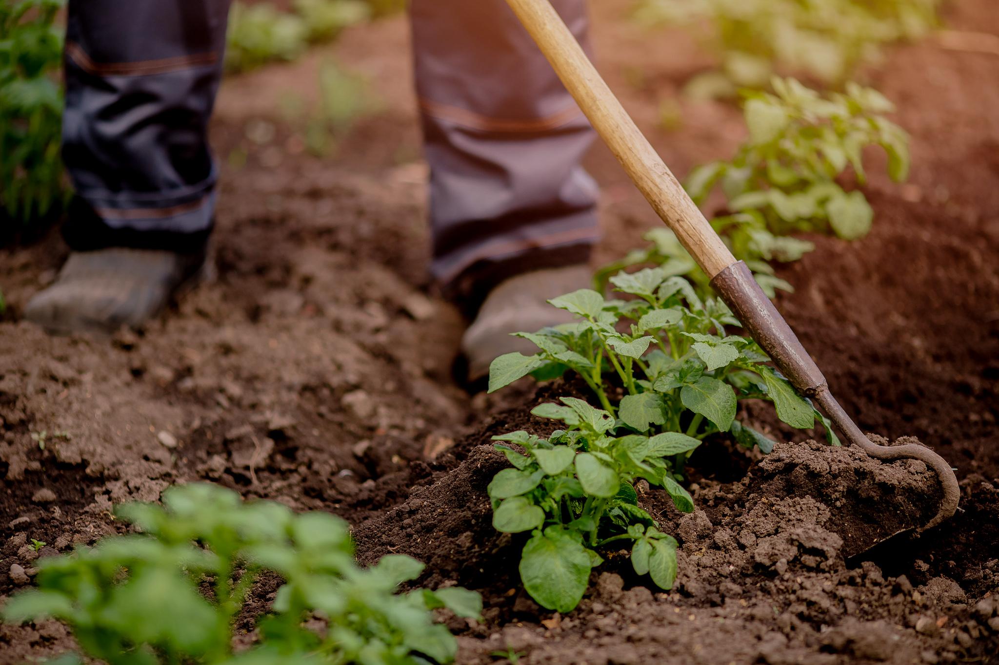 Photo of a row of crops being tended by a farmer with a hoe. You can only see the farmer's boots in the photo.