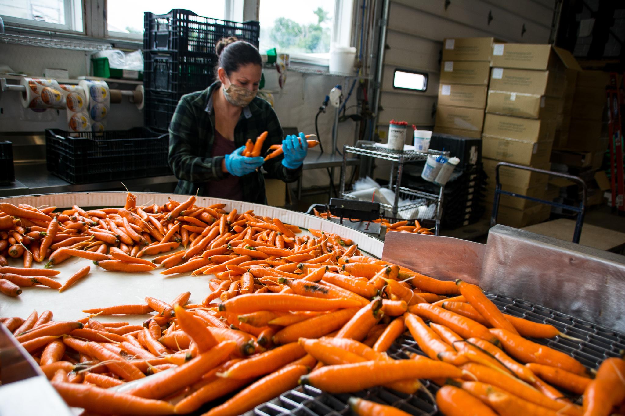 Carrots are running down a conveyor belt onto a large table. In the background, a woman wearing a mask is handling some of the carrots.