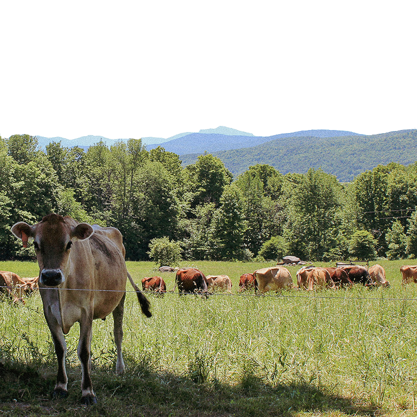 A herd of dairy cows graze in a grassy field, with one cow up close and facing the camera.