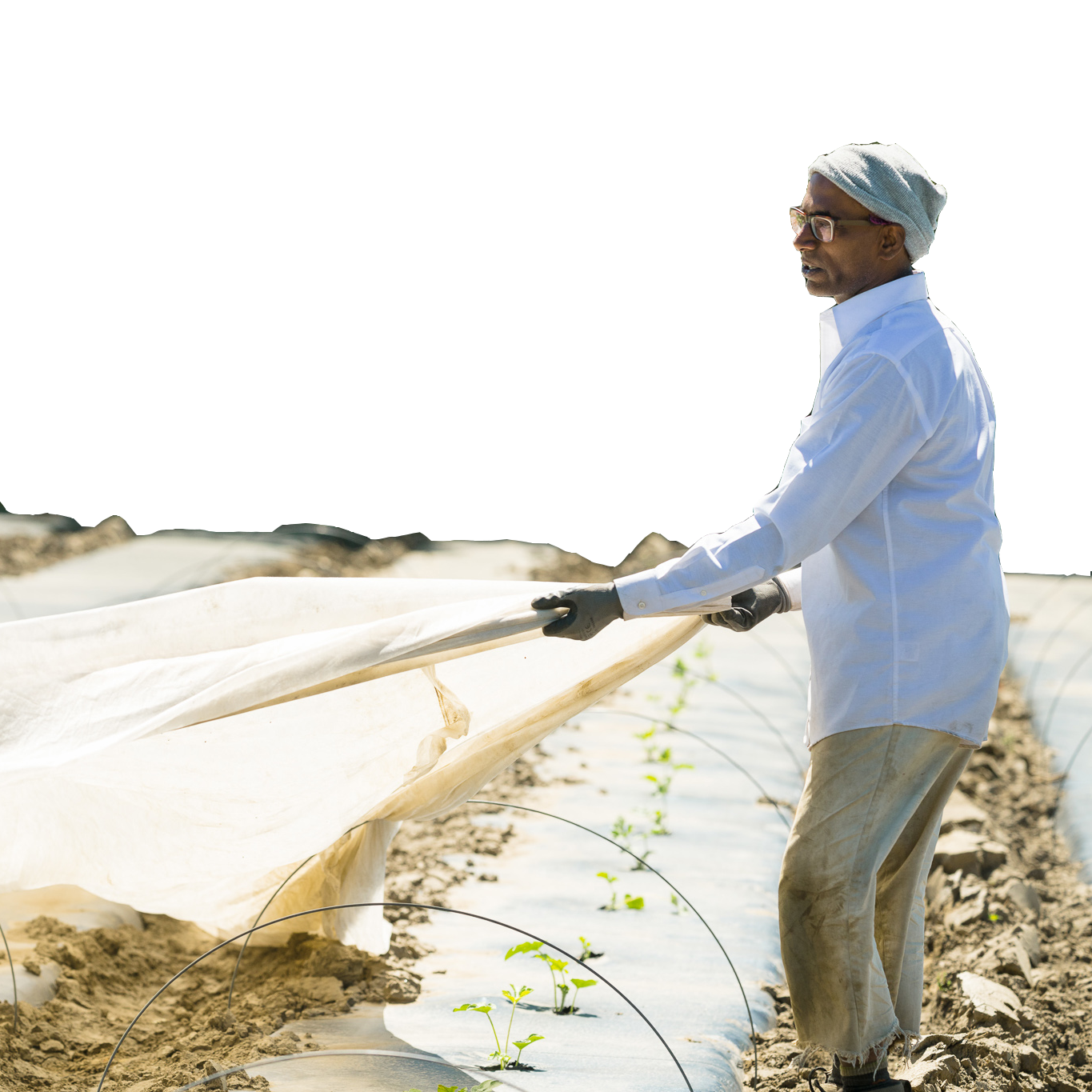 A farmer covers his crops with a sheet.