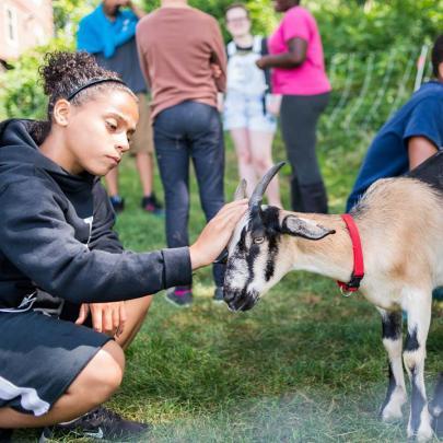 Kid pets a baby goat